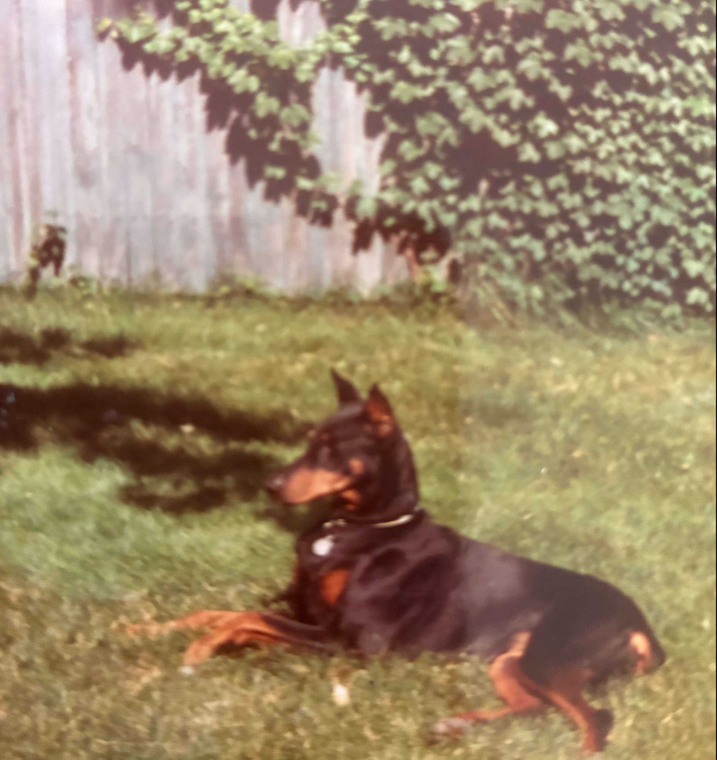 Two dogs playing on a grassy lawn near a wooden fence covered with ivy in the background.