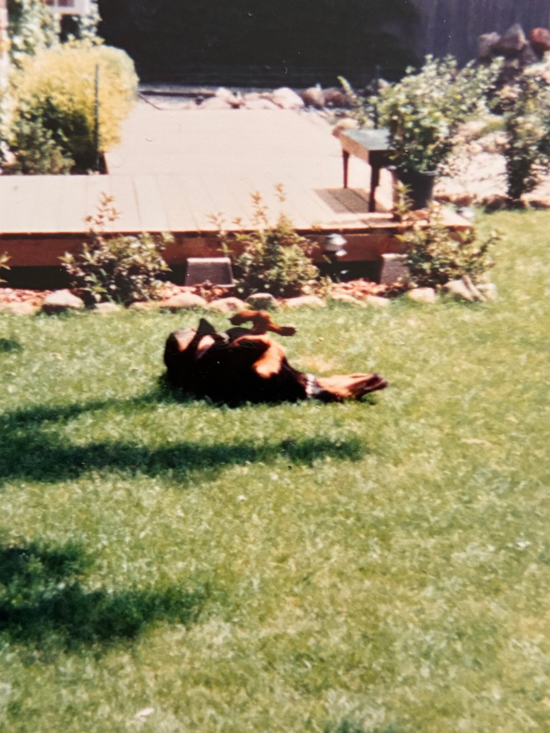 Dog lying on green lawn in the foreground with a wooden deck, plants, and a small table in the background in a garden scene.