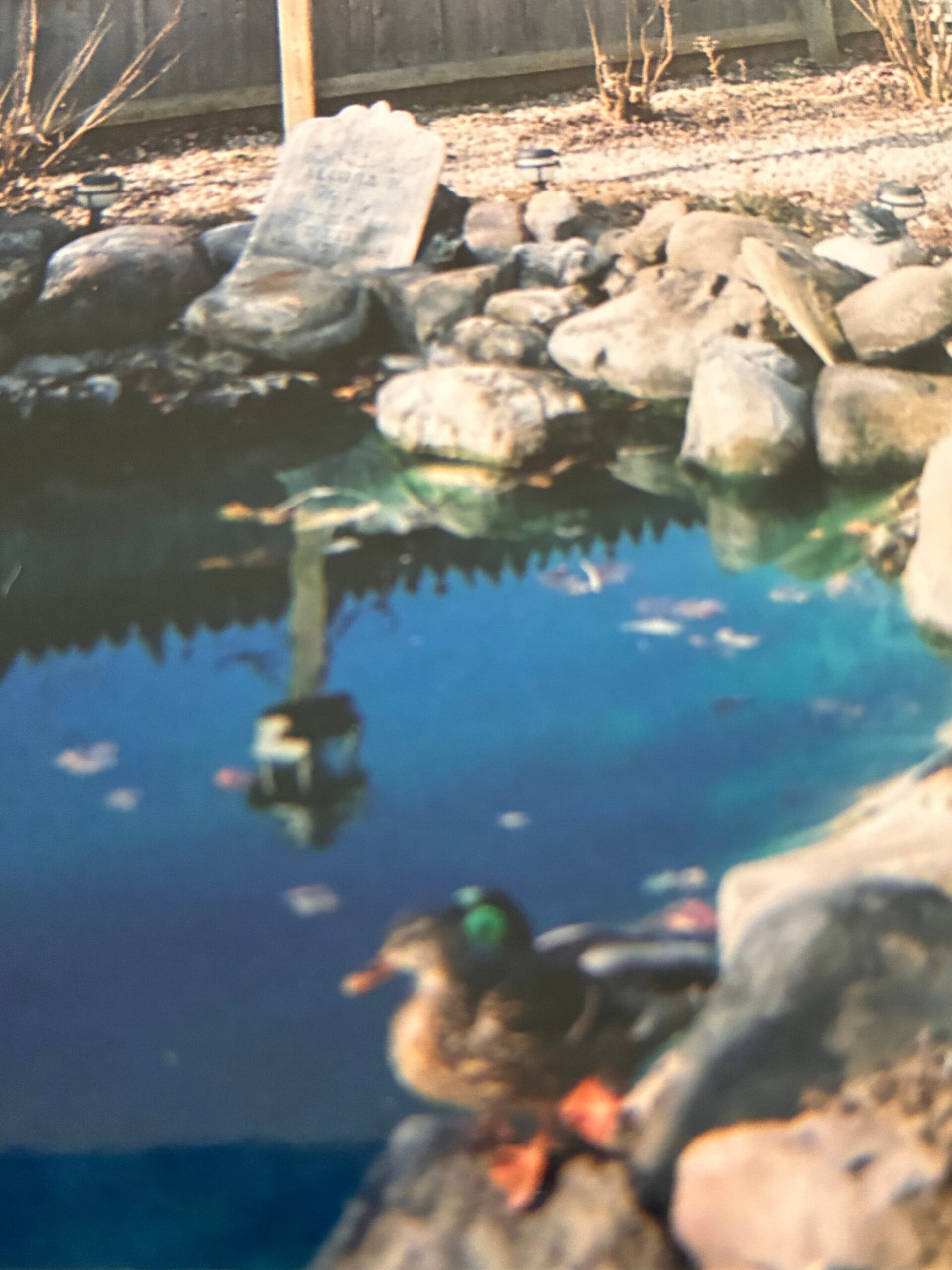 People swimming in a rocky lakeside, with large stones along the water and a carved stone marker among the rocks on the shore.