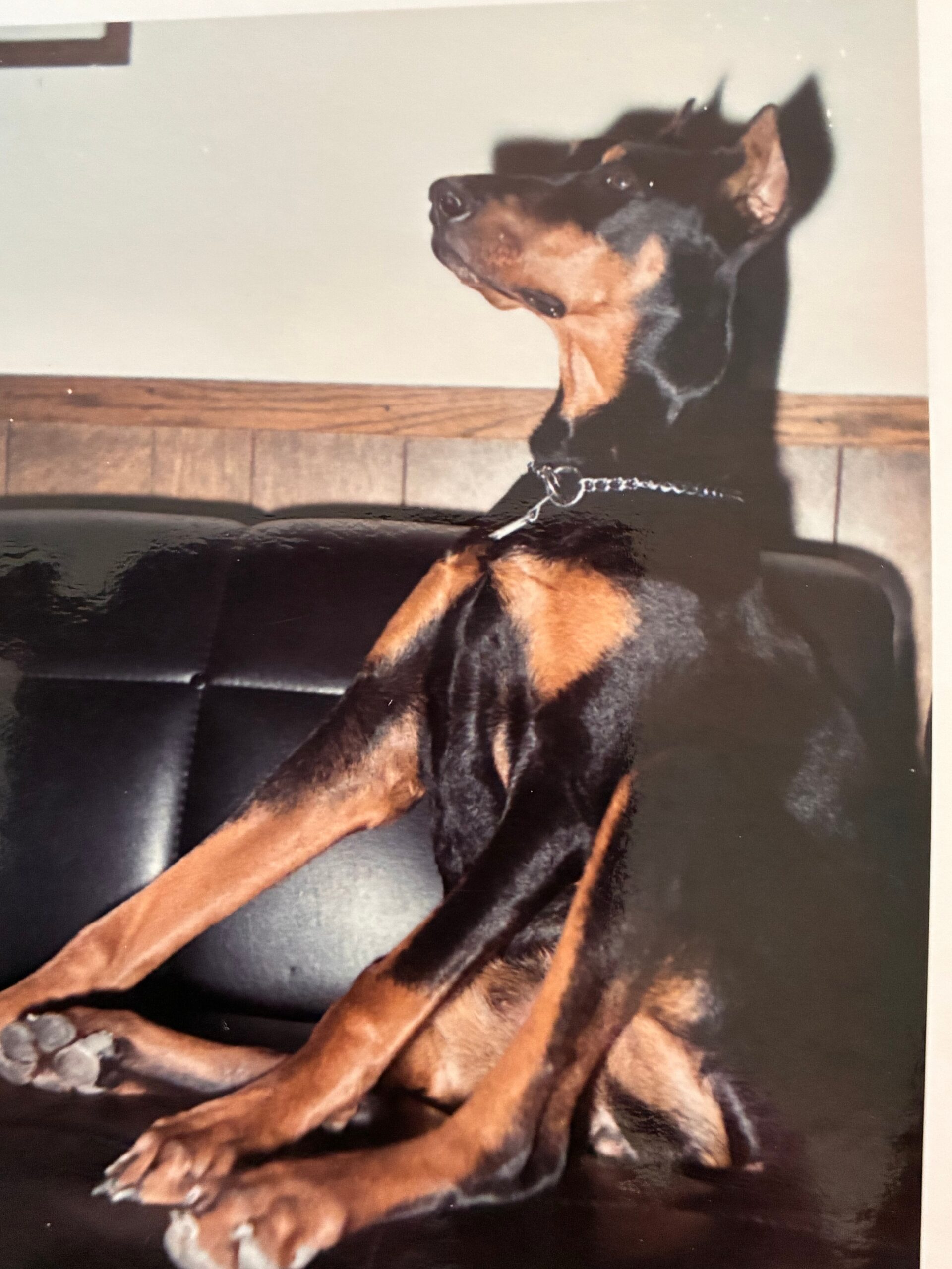 A black and tan dog (Rottweiler mix) sitting on a black leather couch, looking to the left inside a room with wood paneling behind.