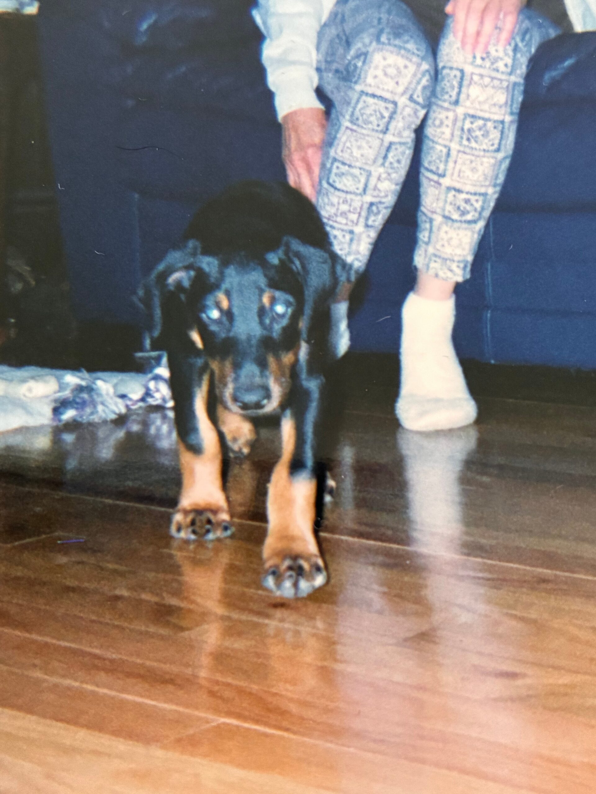 Doberman walking toward the camera on a wooden floor; a person in patterned pants stands behind.