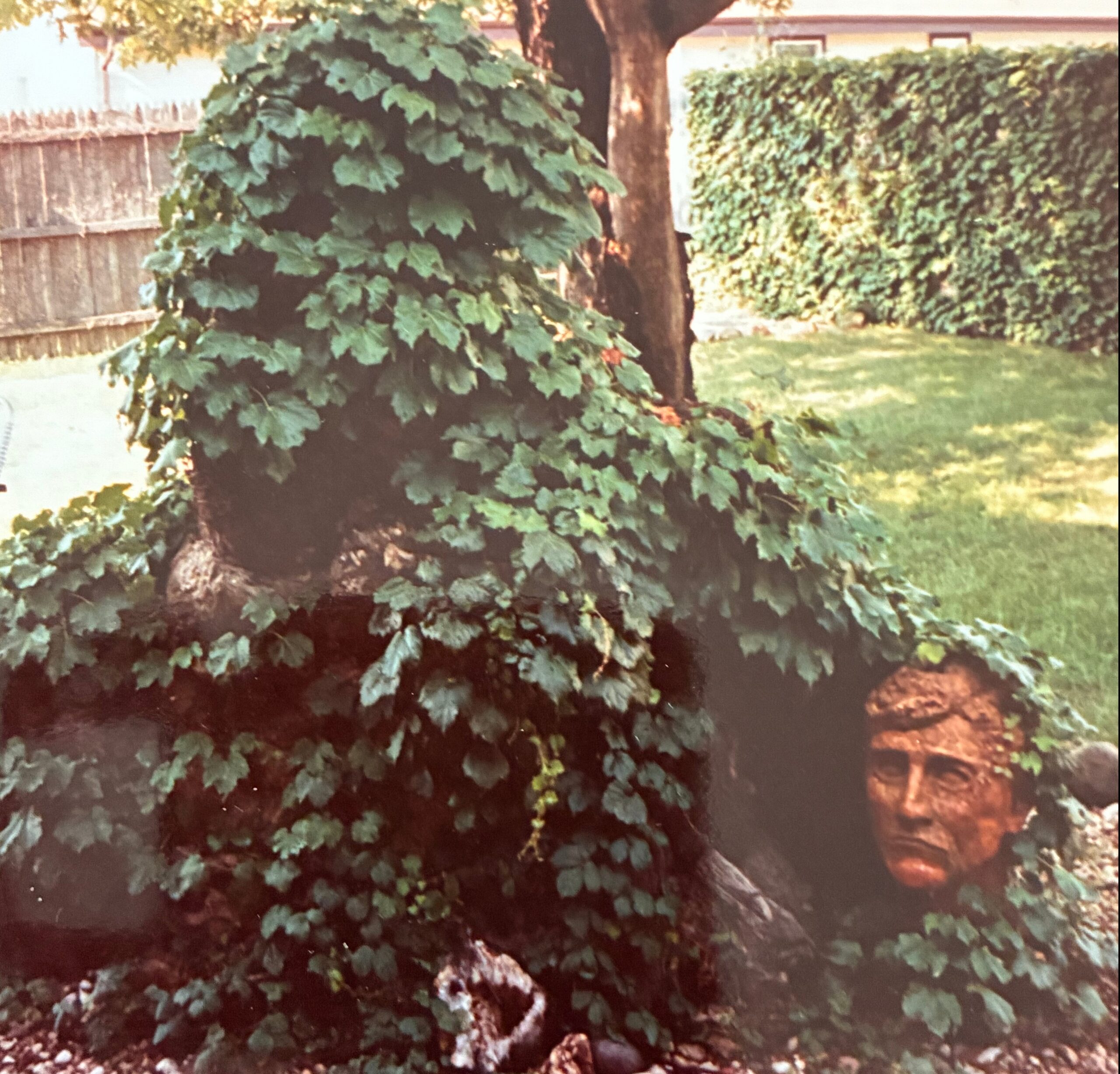 Ivy climbs a tree trunk in a backyard with a wooden fence and a hedge behind it, sunny day.