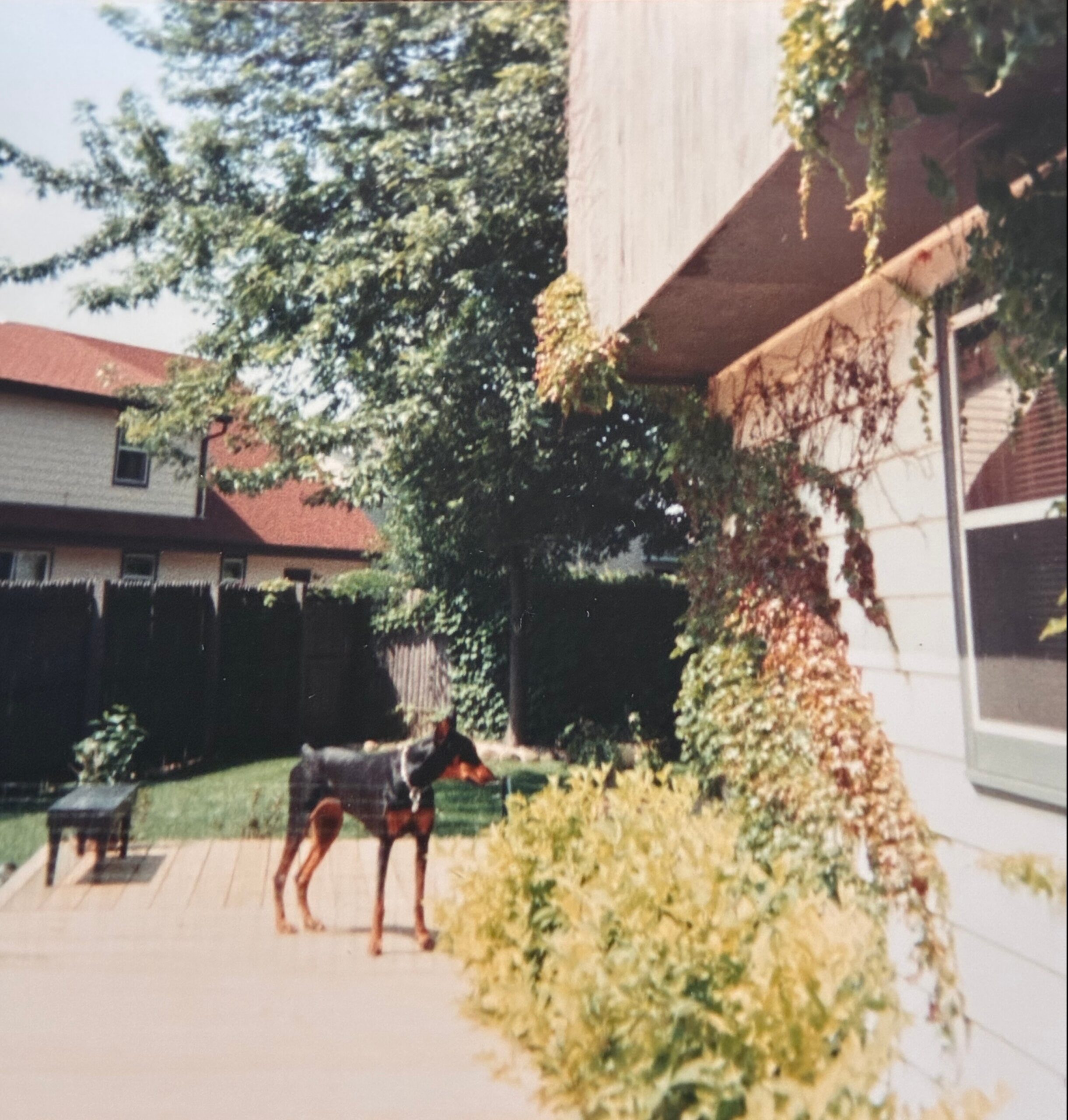 Suburban backyard with ivy-covered beige walls, a tall tree, and a person bending over near a bench on the lawn.
