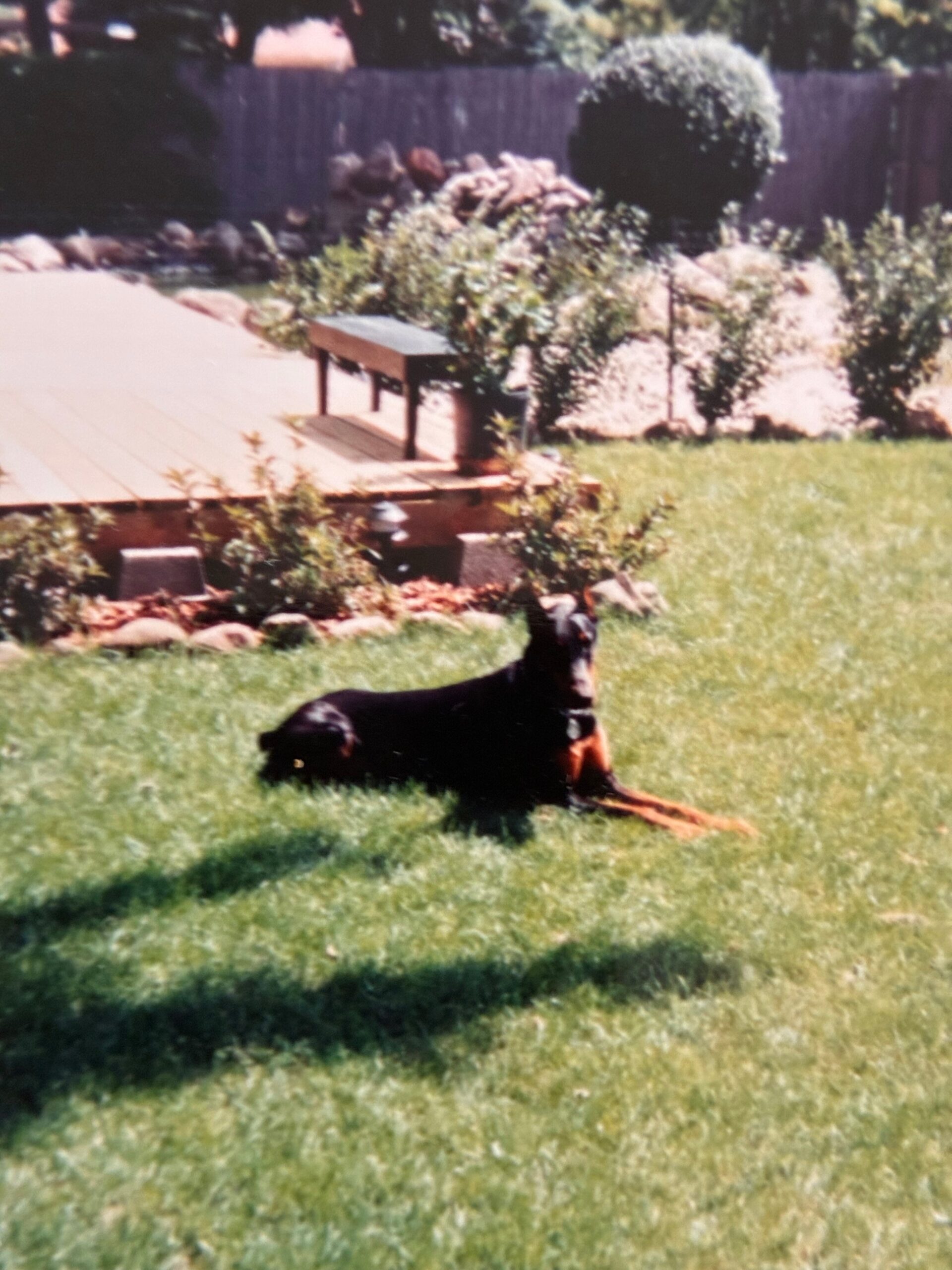 Black and tan dog resting on a sunny green lawn in a backyard with a wooden fence and shrubs behind it.