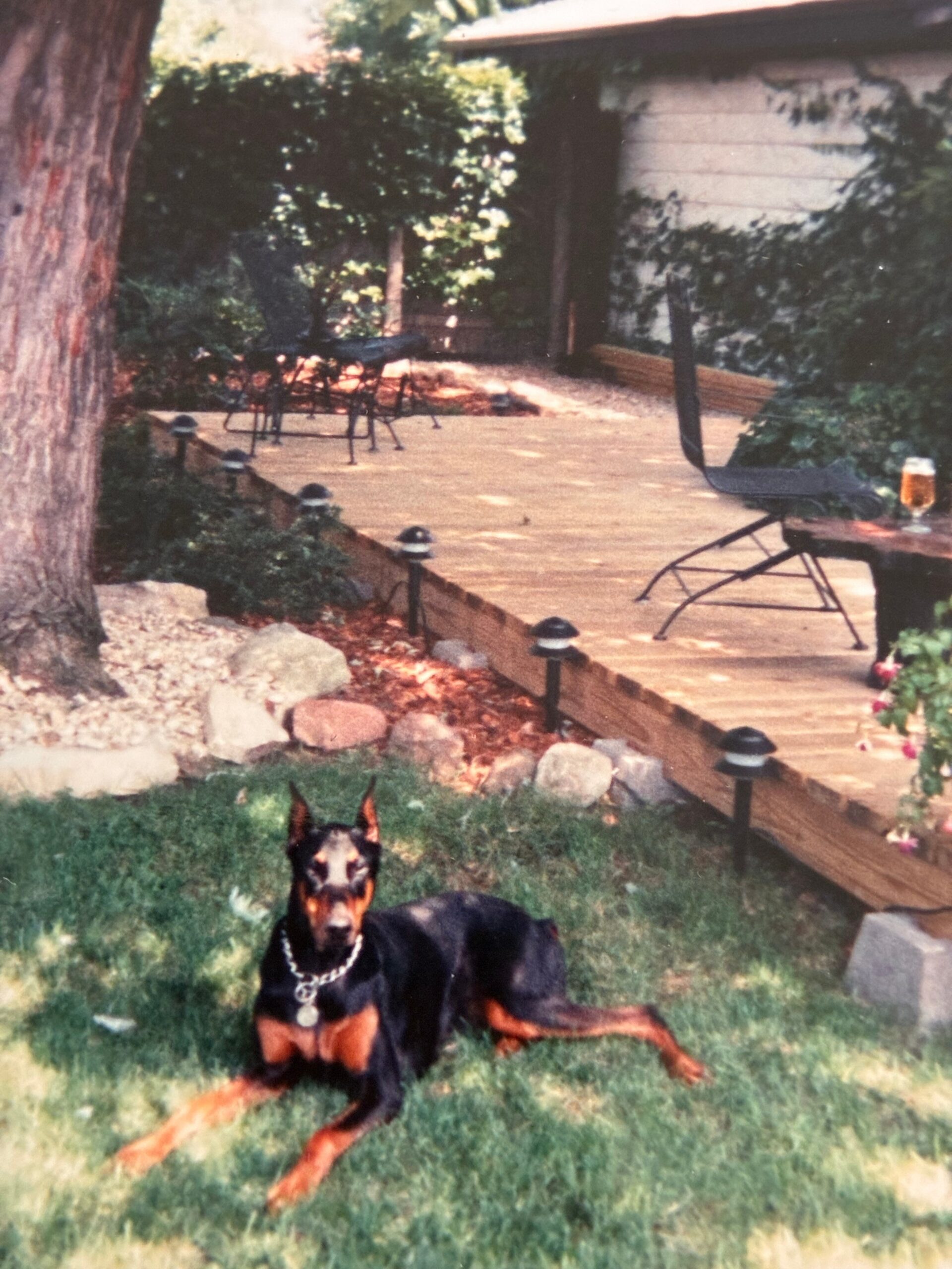 Doberman on a leash sitting in a sunlit backyard with a wooden deck and outdoor chairs in the background.