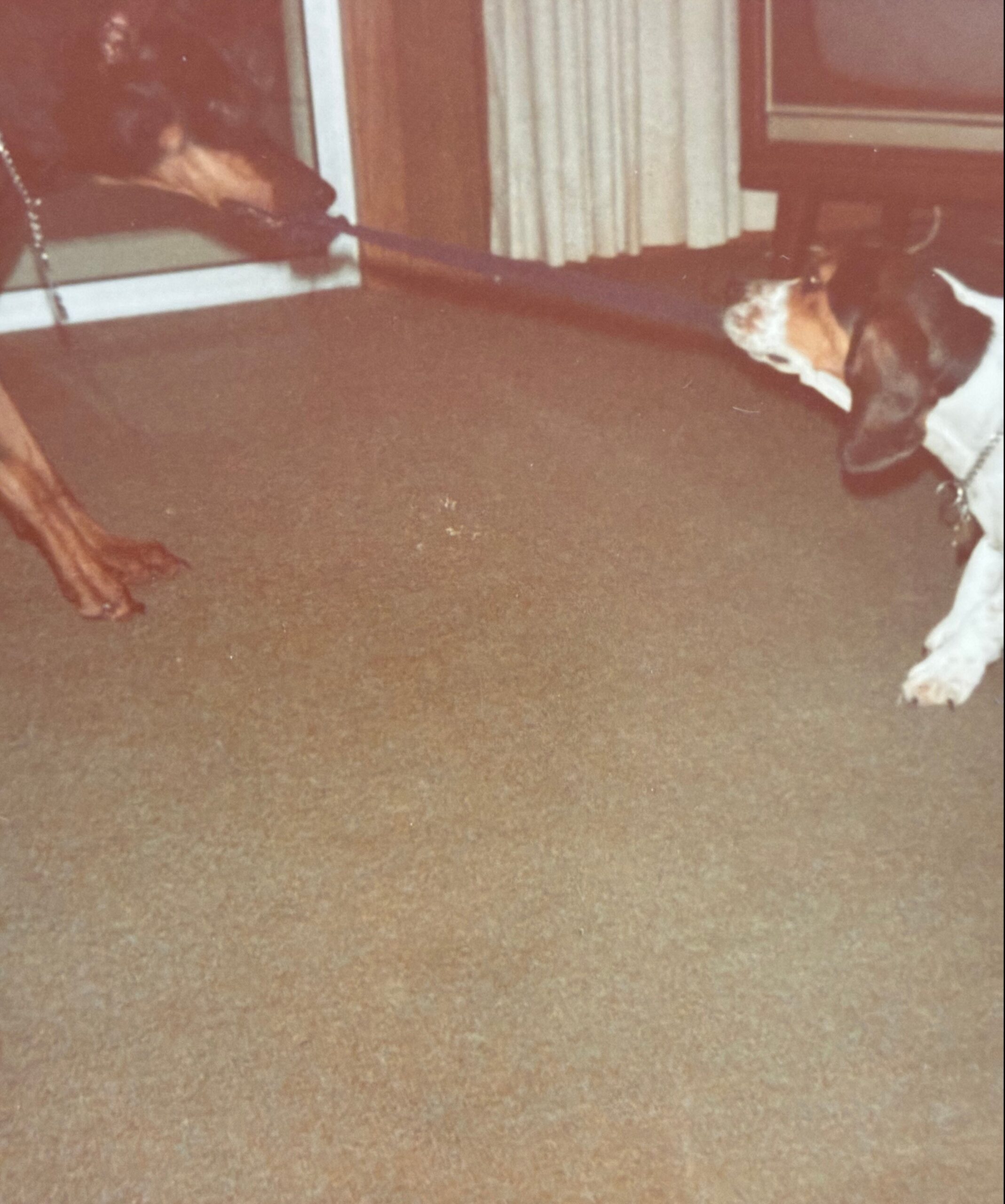 Two dogs indoors on a brown carpet: one near a doorway on the left, the other white and brown lying on the right.