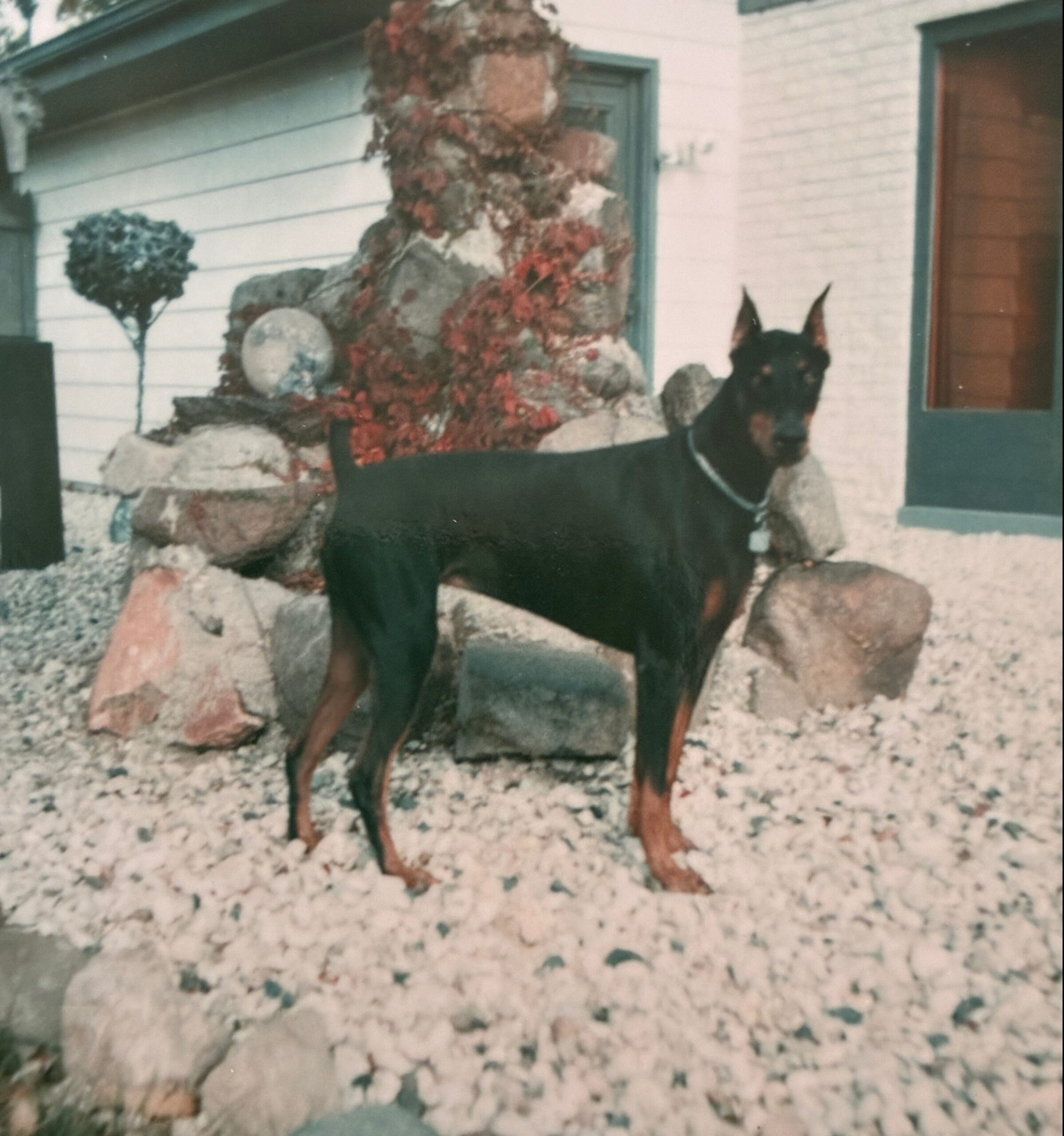 Doberman pinscher standing in a rocky front yard near a beige house with a window.