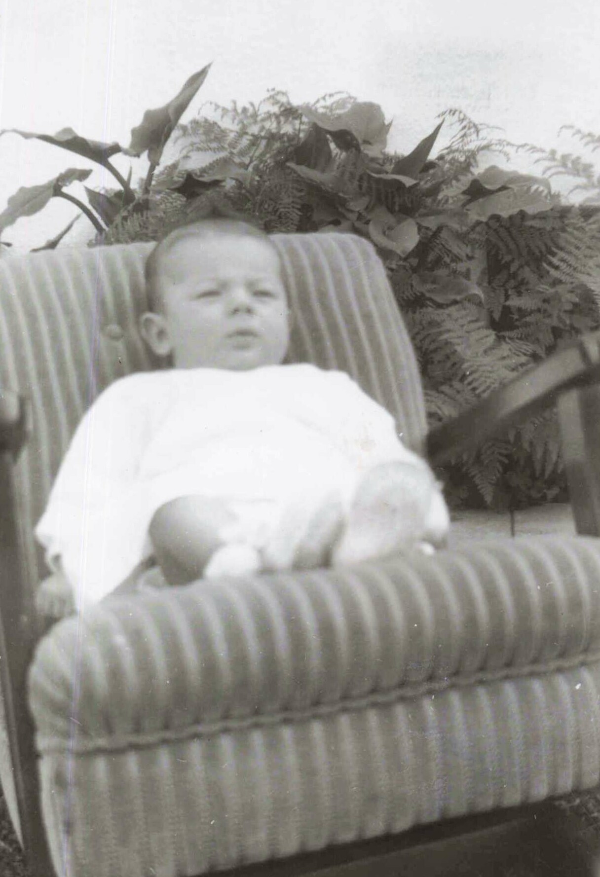 Black-and-white photo of a baby reclining in a striped armchair with fern plants in the background.