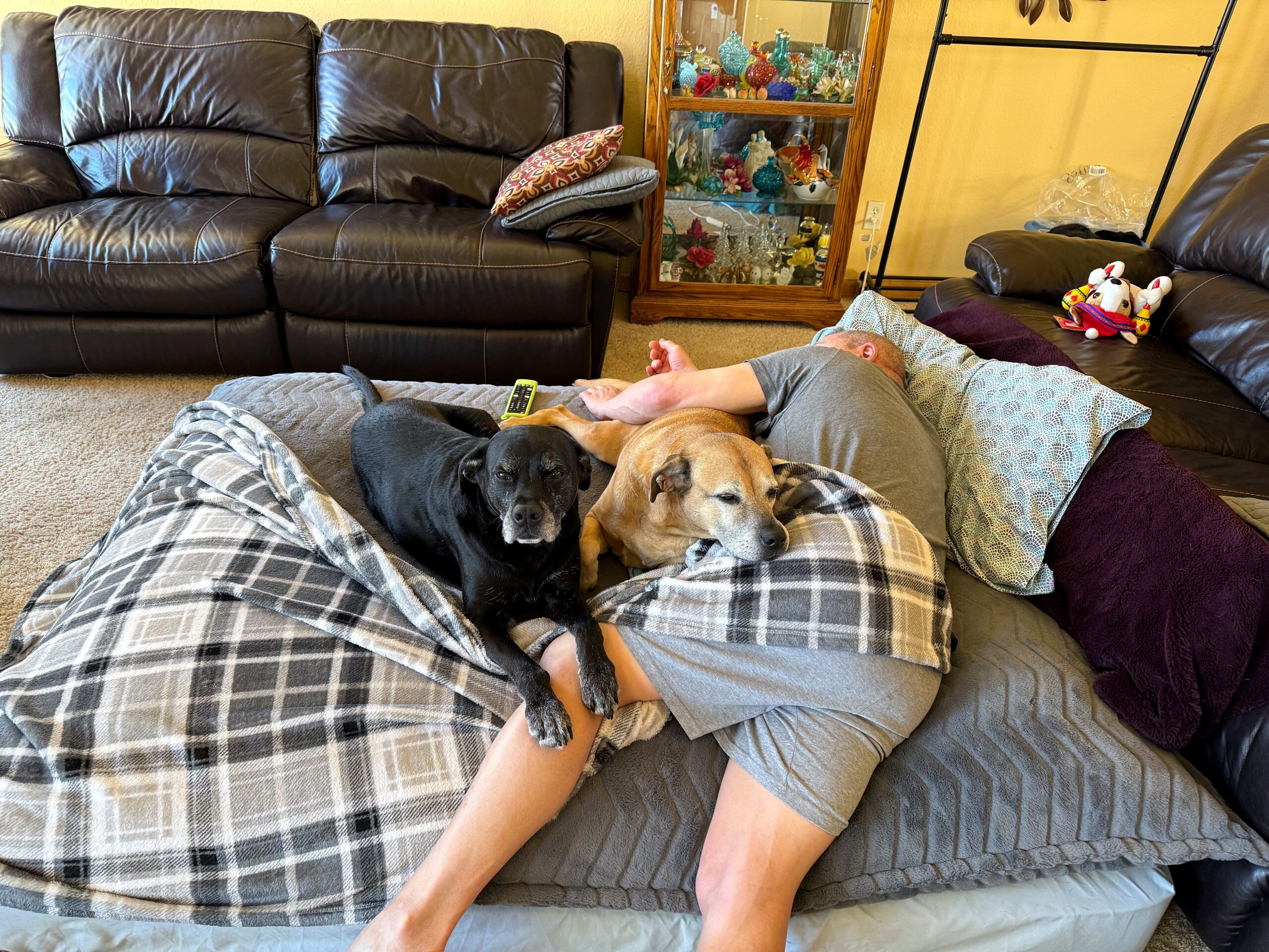 Two dogs curled up on a plaid blanket covering a person resting on a gray couch, a TV remote nearby, with a glass display cabinet of colorful decorative bottles in the background.