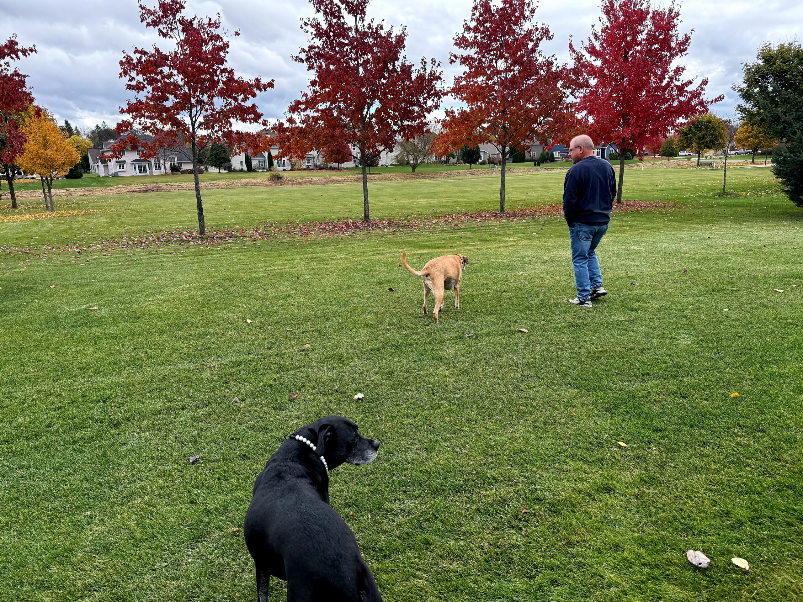 A man in a dark jacket walks a tan dog in a park with red autumn trees in the background; a black dog is in the foreground.