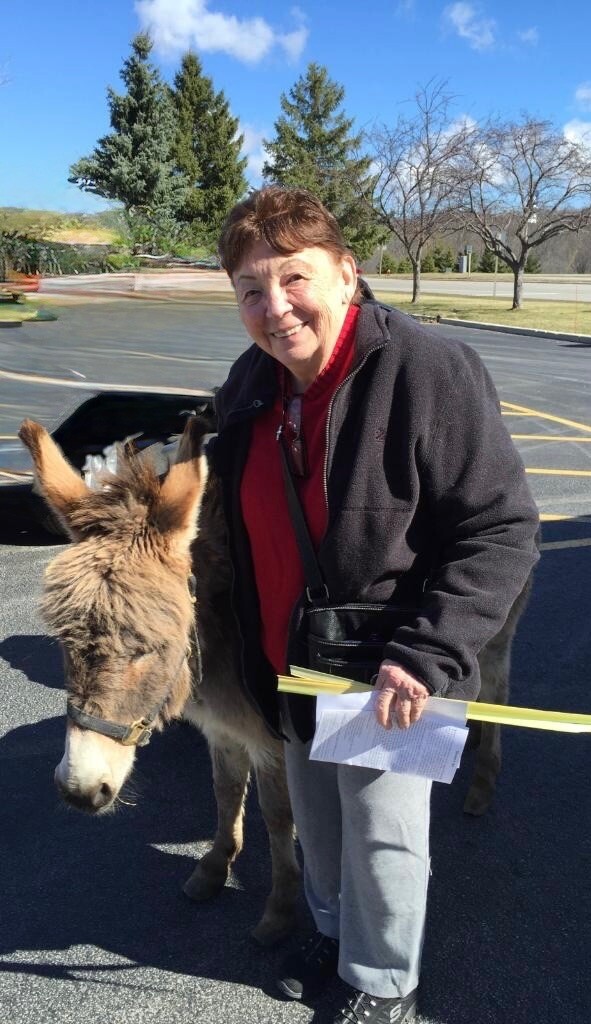 Smiling woman in a red jacket beside a small donkey in a parking lot, holding yellow barrier poles and papers.