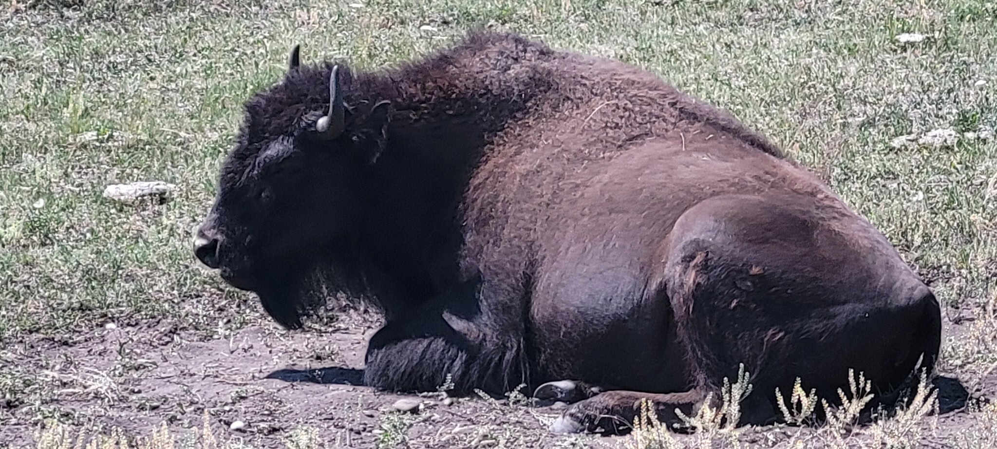 A large dark brown bison lying down on dry grass, facing left, with short horns visible.