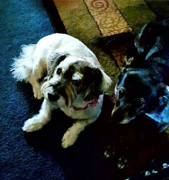 Two dogs sit on a dark carpet indoors, a light-colored dog with a pink collar on the left and a darker dog on the right, both looking up.