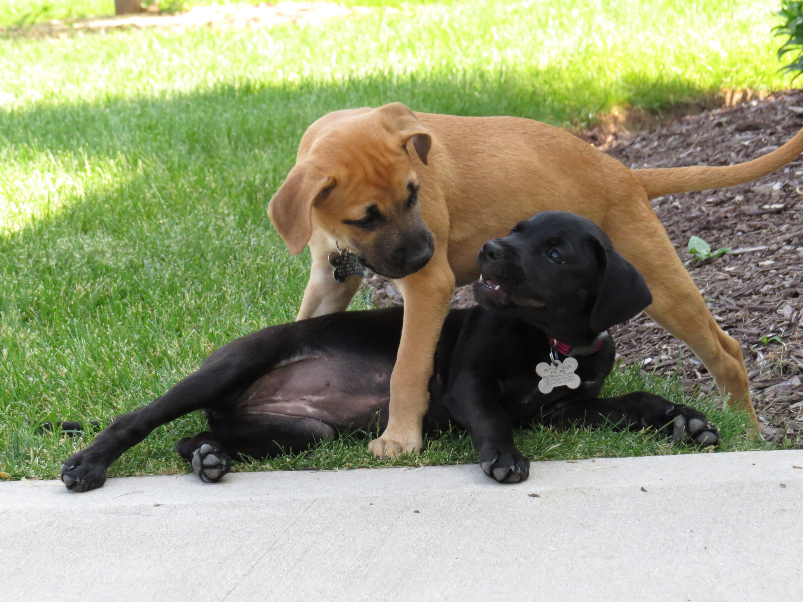 Two dogs wrestling playfully on a grassy lawn beside a sidewalk/pathway.