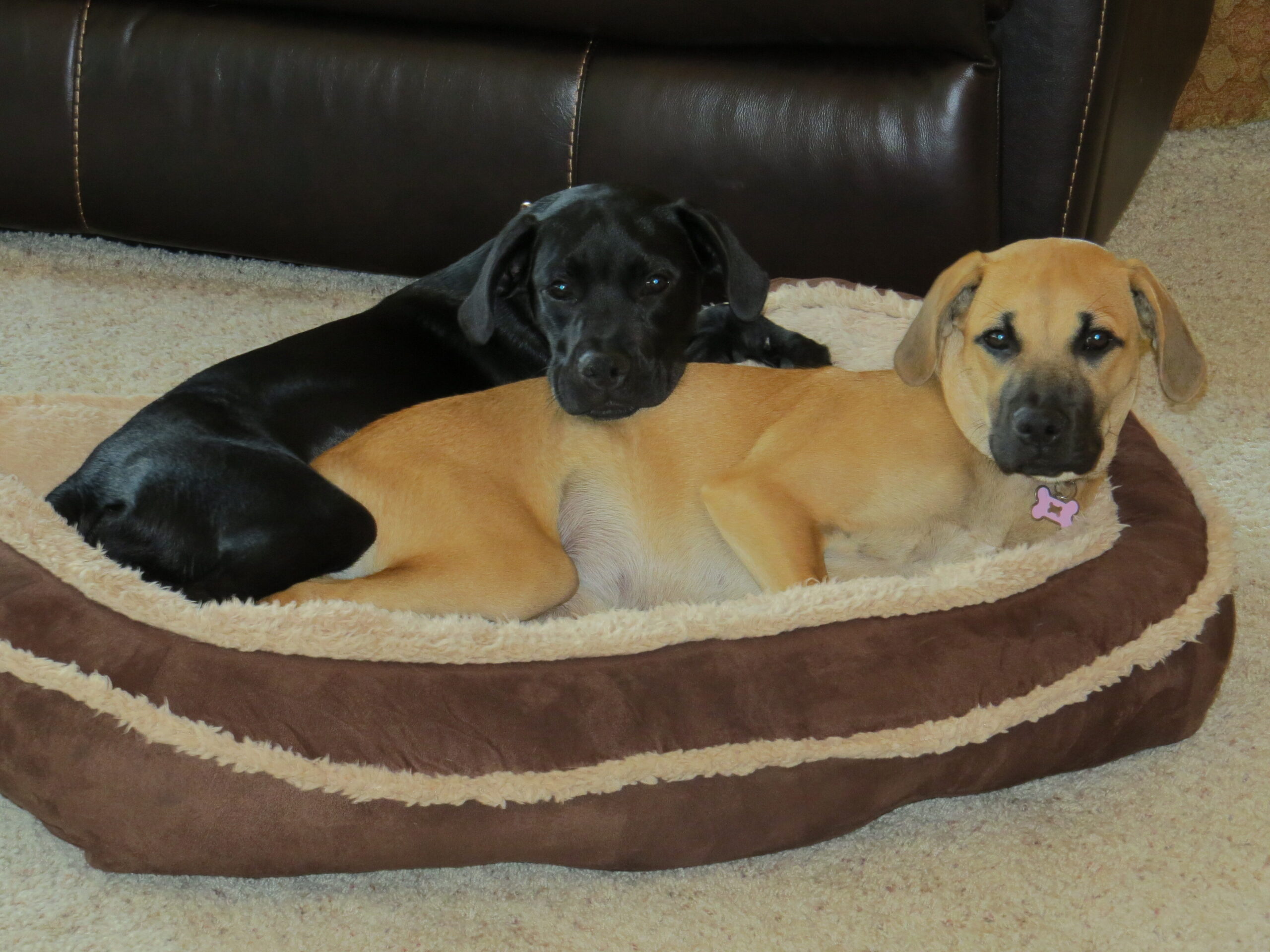 Two dogs lounging on a plush beige-brown dog bed in front of a dark leather sofa. A black dog rests beside a tan dog.