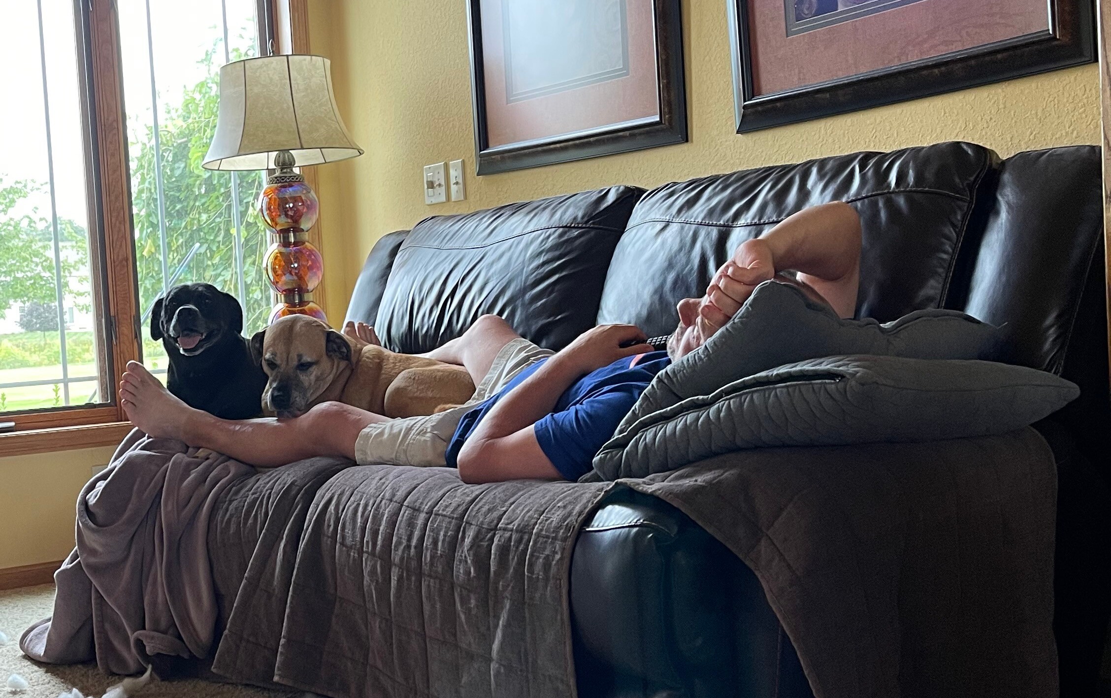 Person reclining on a sofa with two dogs resting beside them in a sunny living room by a window and lamp.