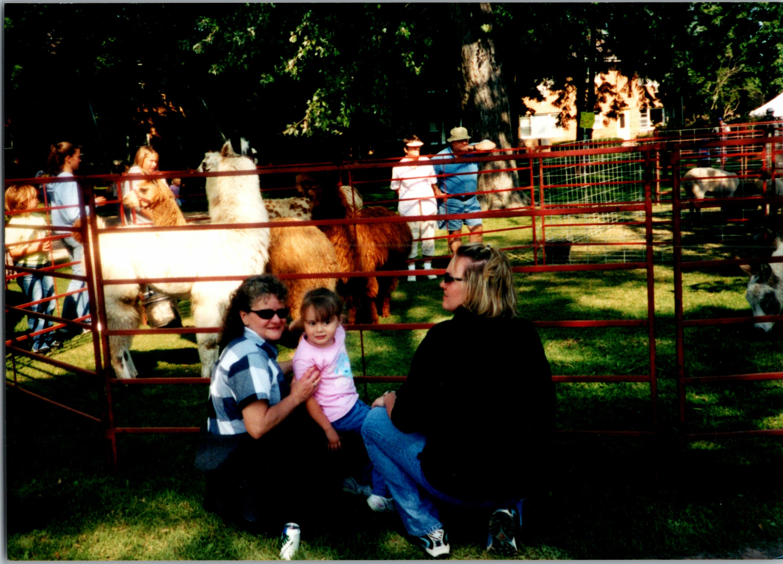 Family at a petting zoo with alpacas inside a red fenced pen on a sunny day in the park.