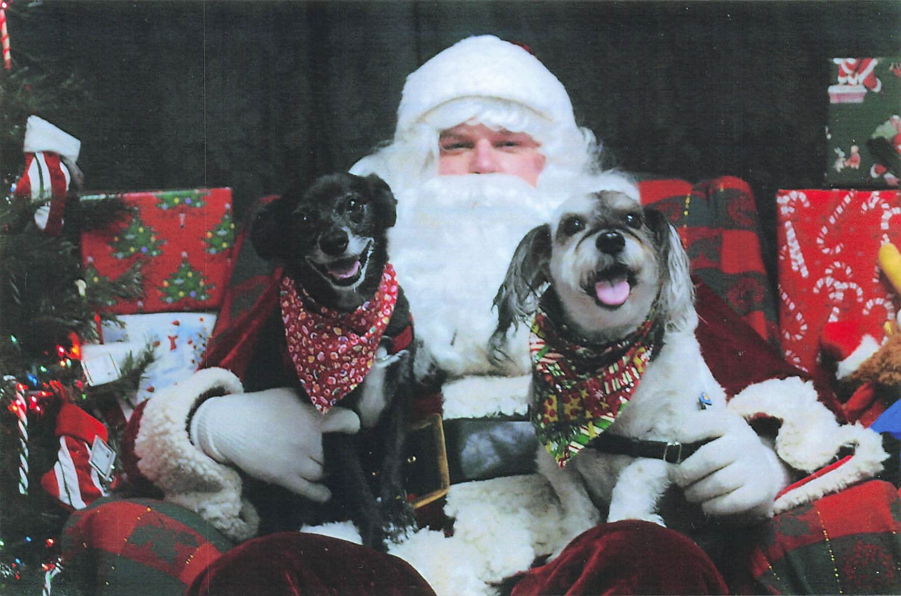 Santa Claus sits with two small dogs in a festive Christmas scene, both wearing patterned bandanas among wrapped gifts and decorations.