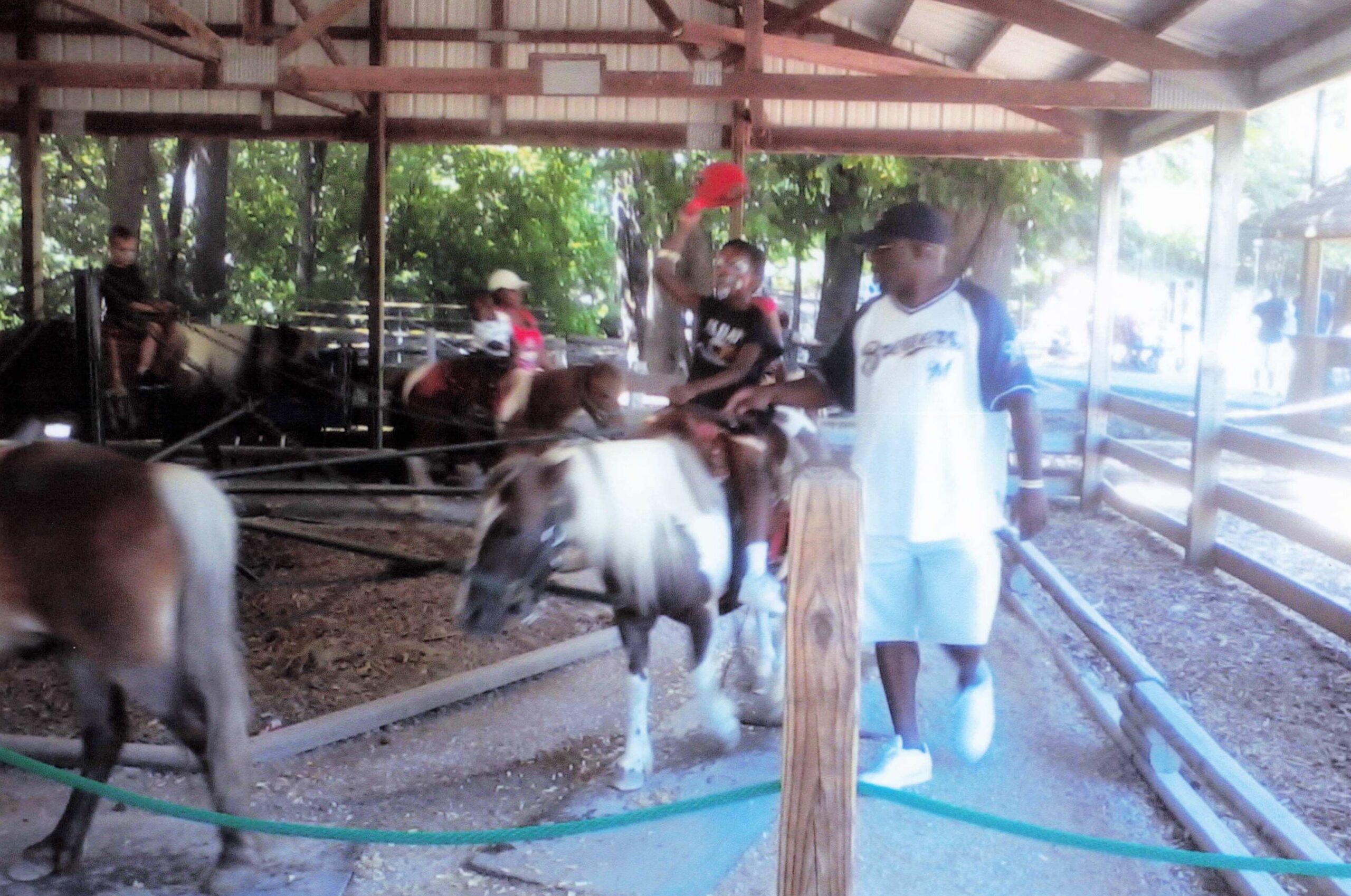 Visitors near cows in a wooden barn enclosure with rails, feeding or interacting with the animals.