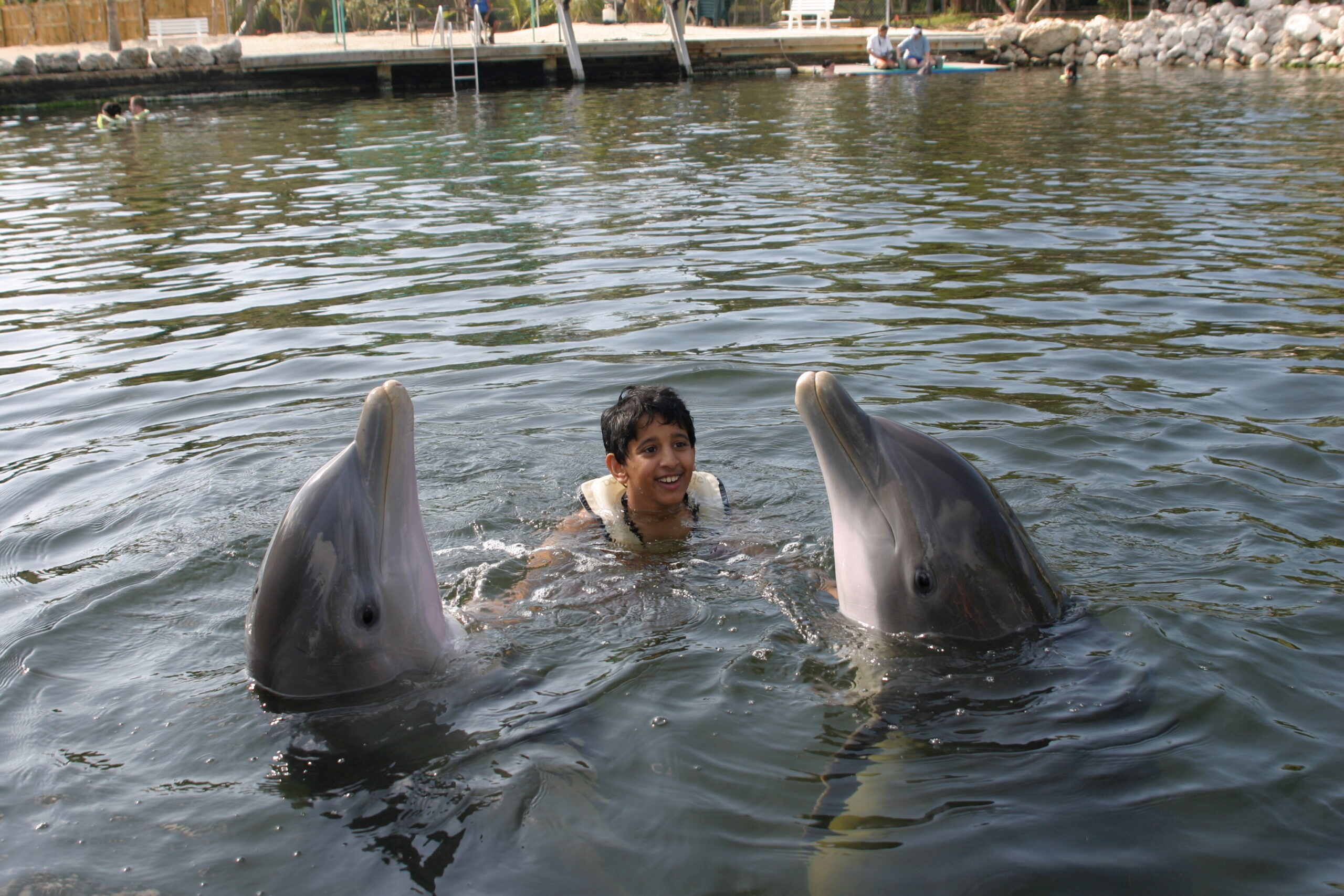 Child in a life jacket swims with two dolphins near the camera, at a waterfront dock scene in a park setting