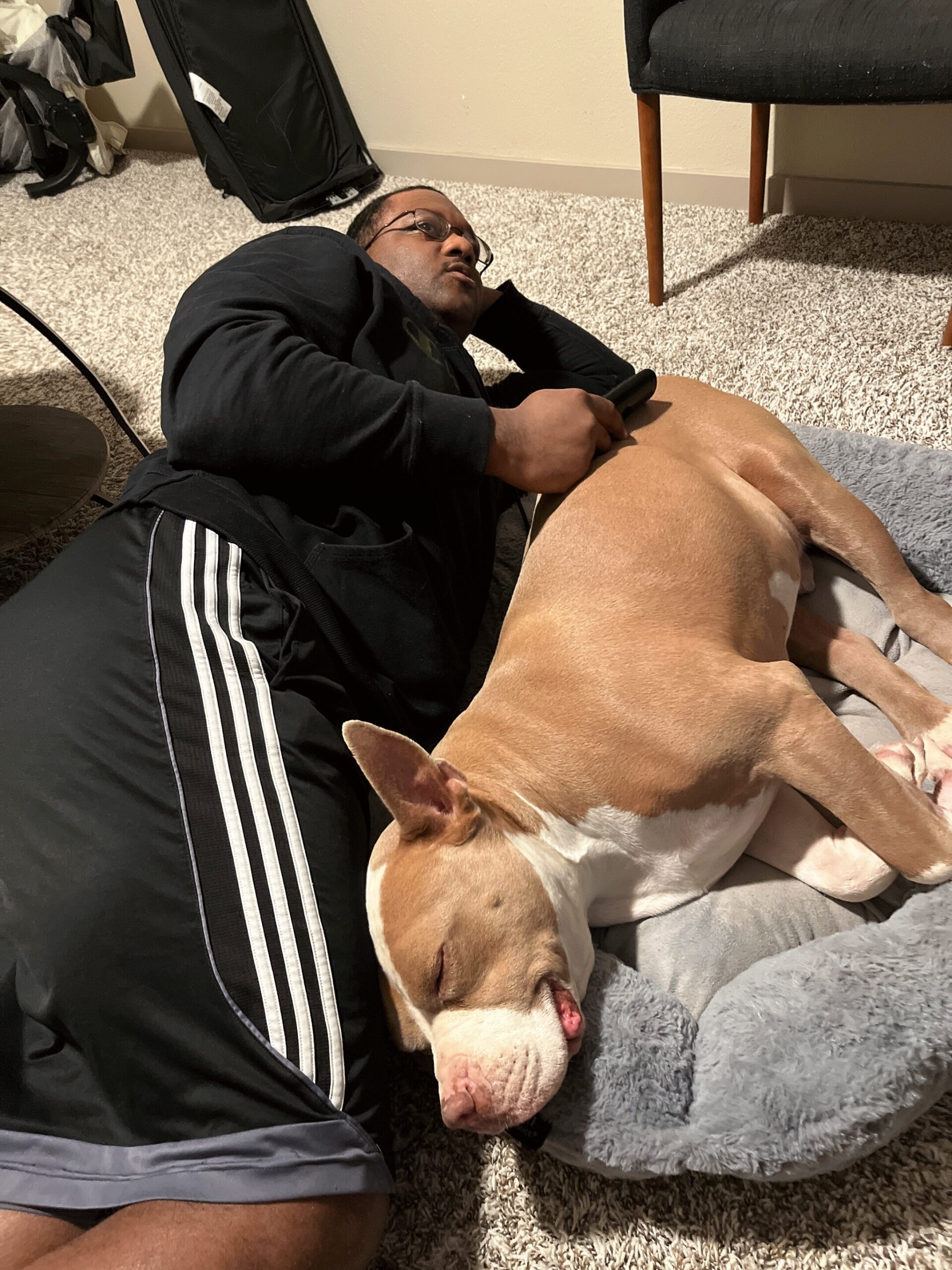 Man lying on a carpeted floor beside a large tan-and-white dog resting in a gray dog bed