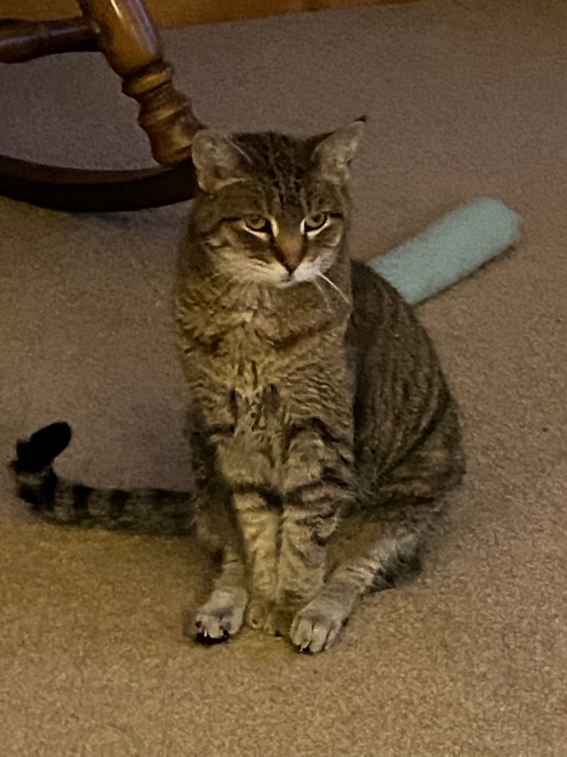 Tabby cat sitting on a beige carpet, looking at the camera with a blue grooming brush nearby.
