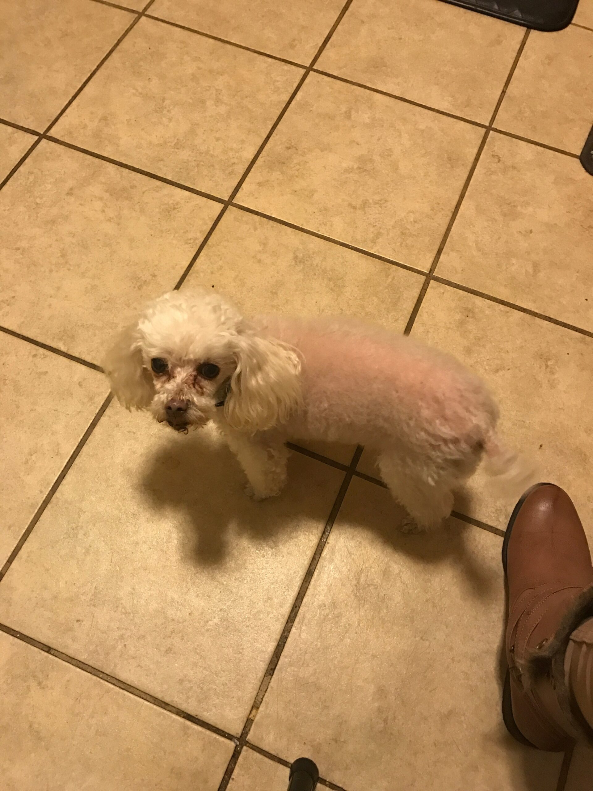 Small white fluffy poodle standing on beige tiled floor, looking up at the camera with a brown shoe nearby.