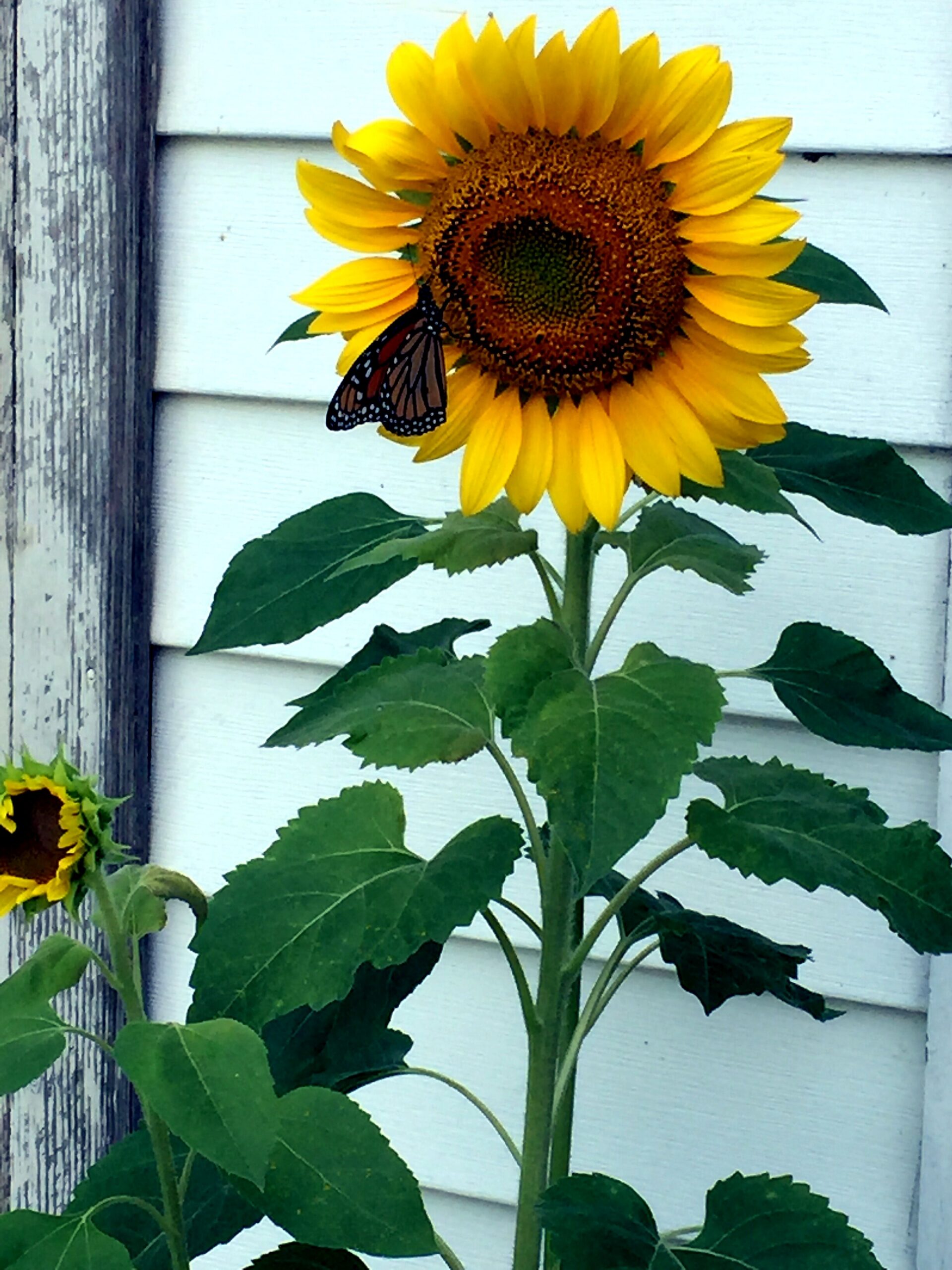 Butterfly perched on a bright yellow sunflower against a light siding background