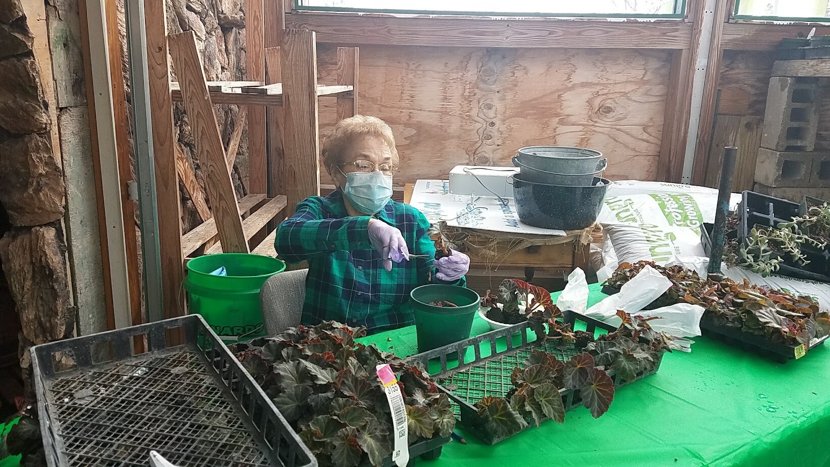 Older woman wearing a mask and gloves sits at a green table, arranging leafy plants in plastic trays indoors beside a workbench and buckets.