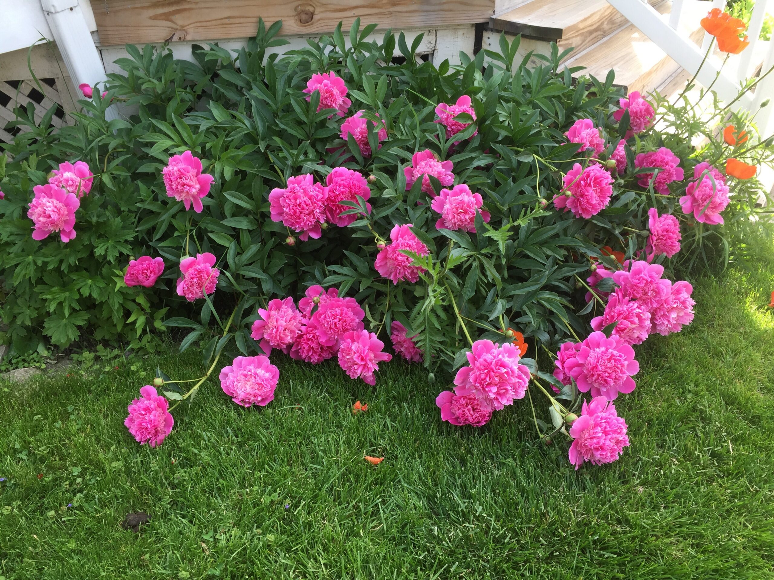 Pink peony blossoms with lush green foliage along a garden bed beside a wooden house and stairs; orange poppies visible on the right edge.