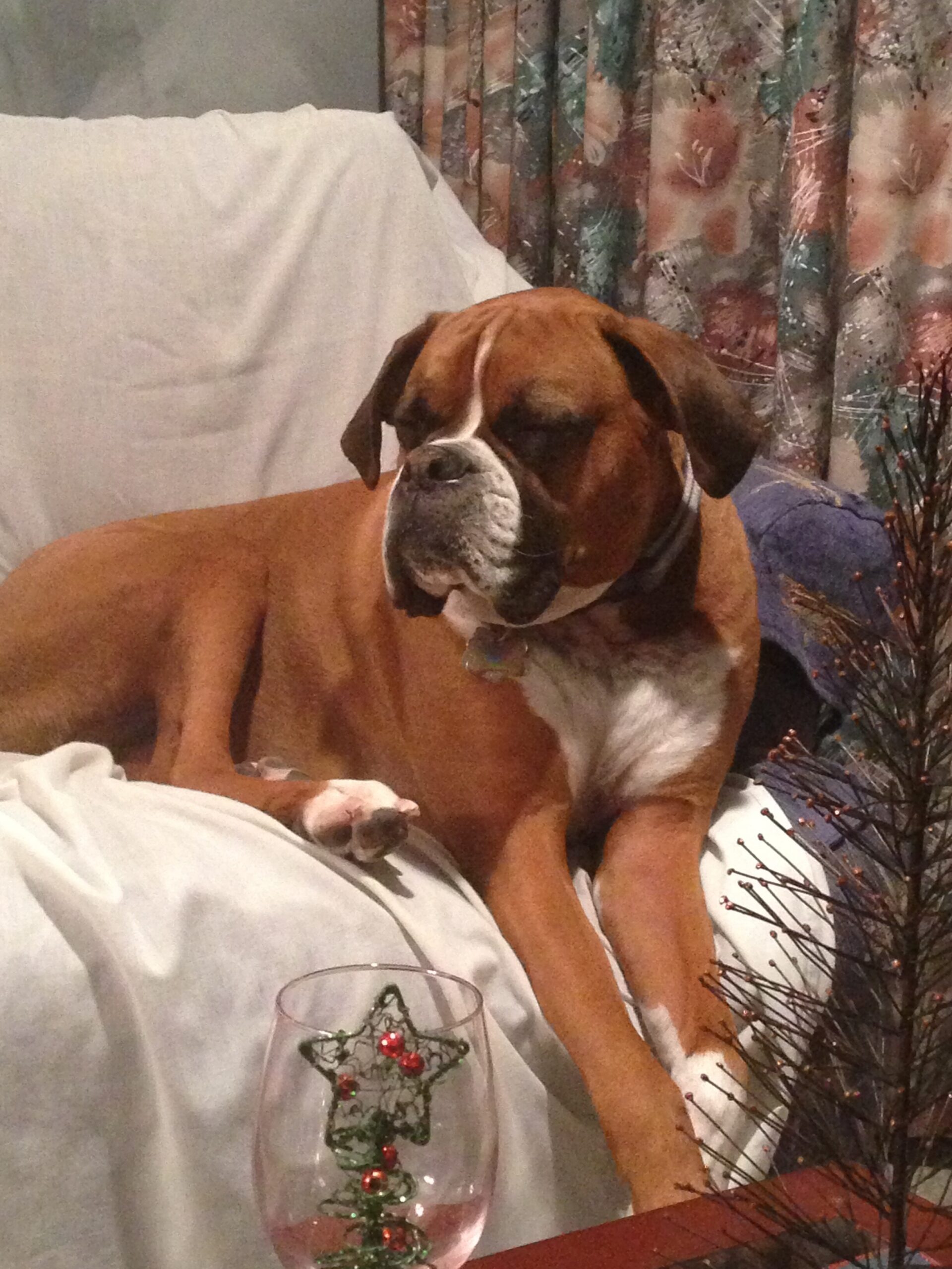 Brown Boxer dog resting on a couch with a white blanket, beside a decorative Christmas tree in a glass vase and festive curtains in the background.