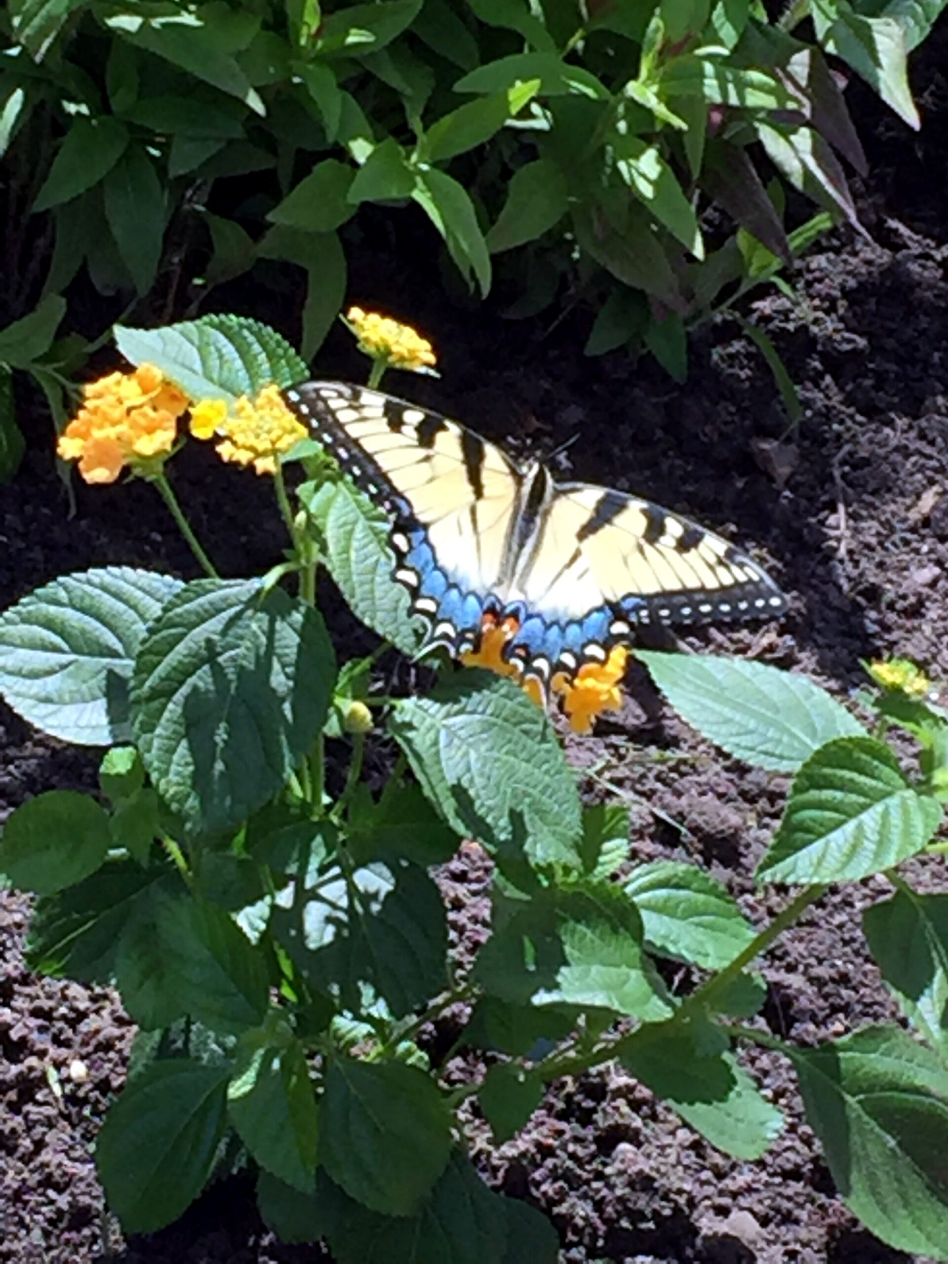 Swallowtail butterfly feeding on yellow/orange lantana flowers in a garden setting.