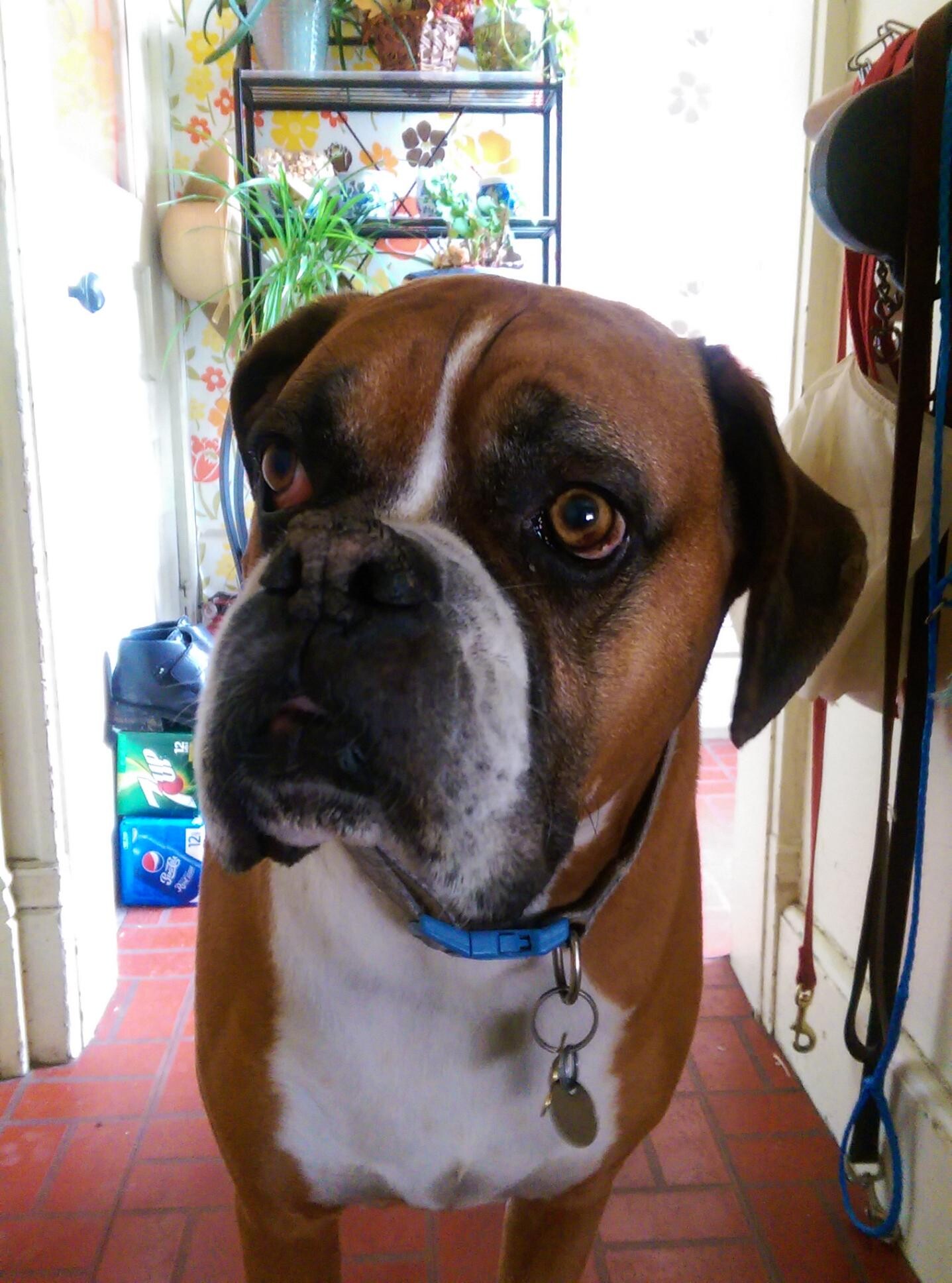 Close-up of a brown boxer dog with a blue collar standing in a doorway indoors, colorful plants and patterned wallpaper in the background.