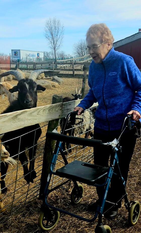 Elderly woman in a blue zip-up jacket standing beside a walker at a wooden fence, with dark goats pressed up against the fence at a farm.