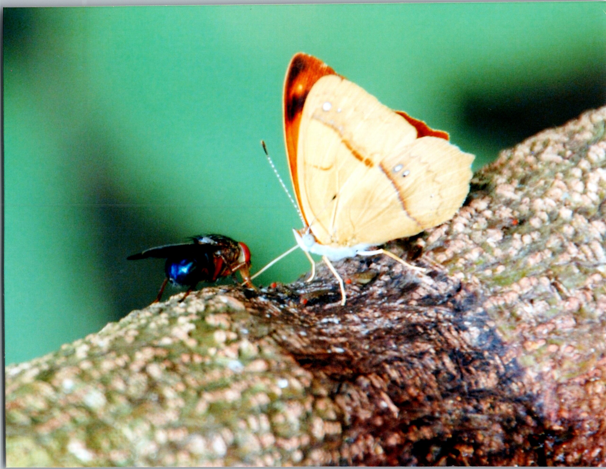 Close-up of an orange and cream butterfly with brown wing edges resting on a rocky surface, against a green blurred background.