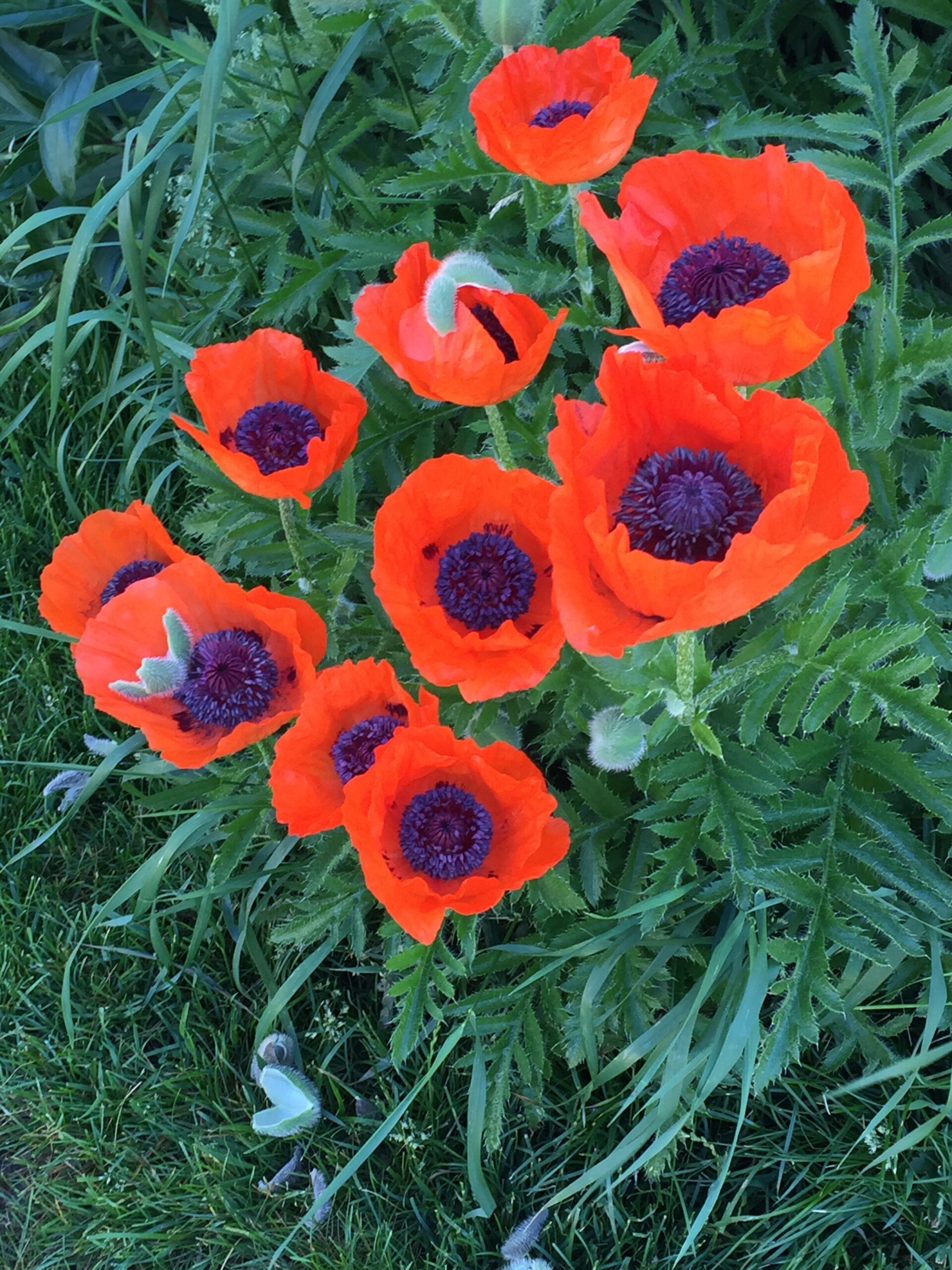 Bright orange poppies with purple centers among green foliage in a garden bed.