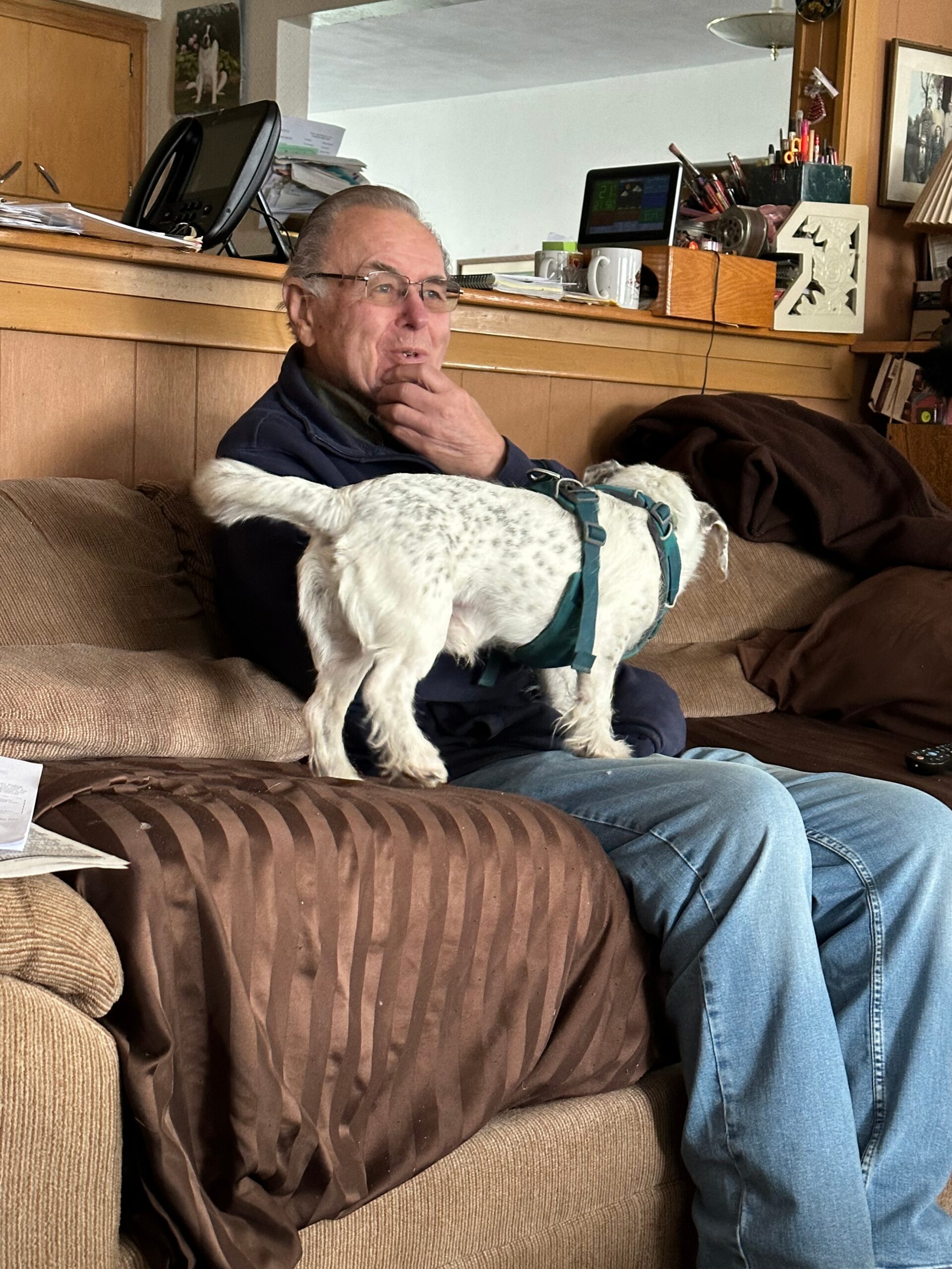 An elderly man wearing glasses and a navy jacket sits on a brown sofa, a white dog in a teal harness stands on his lap. In the background is a cluttered desk with papers and mugs.