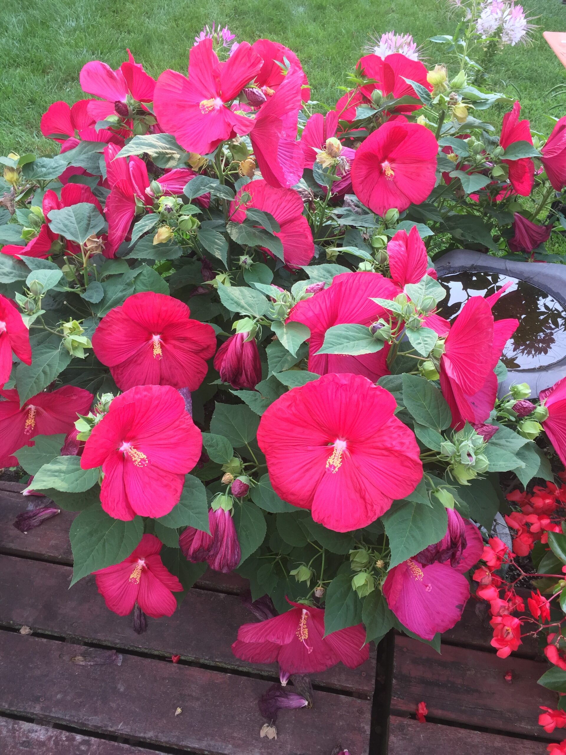 Bright pink hibiscus flowers with yellow centers among green leaves by a wooden deck.