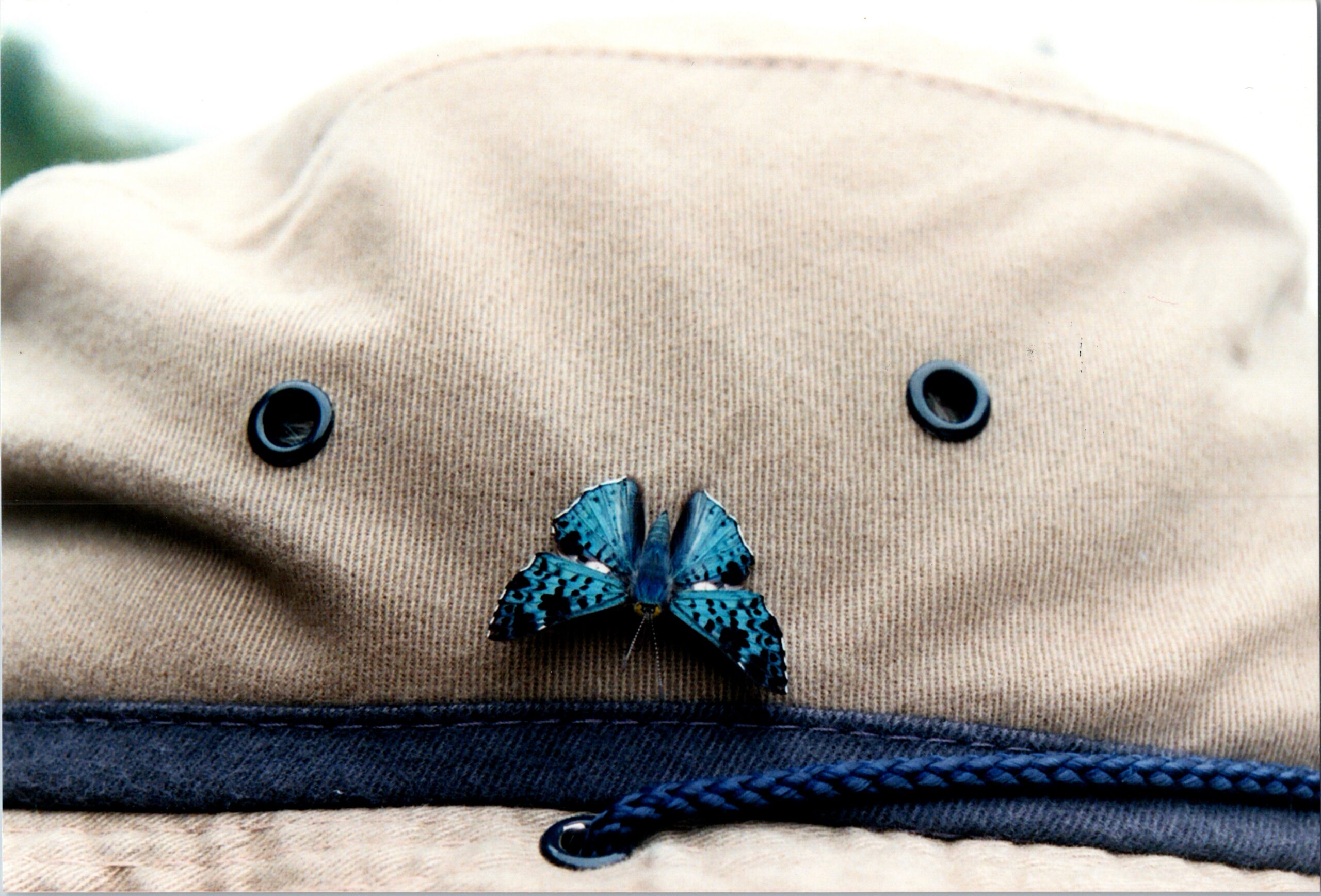 Close-up of beige fabric with two black grommets and a blue butterfly pin, resting over dark denim.