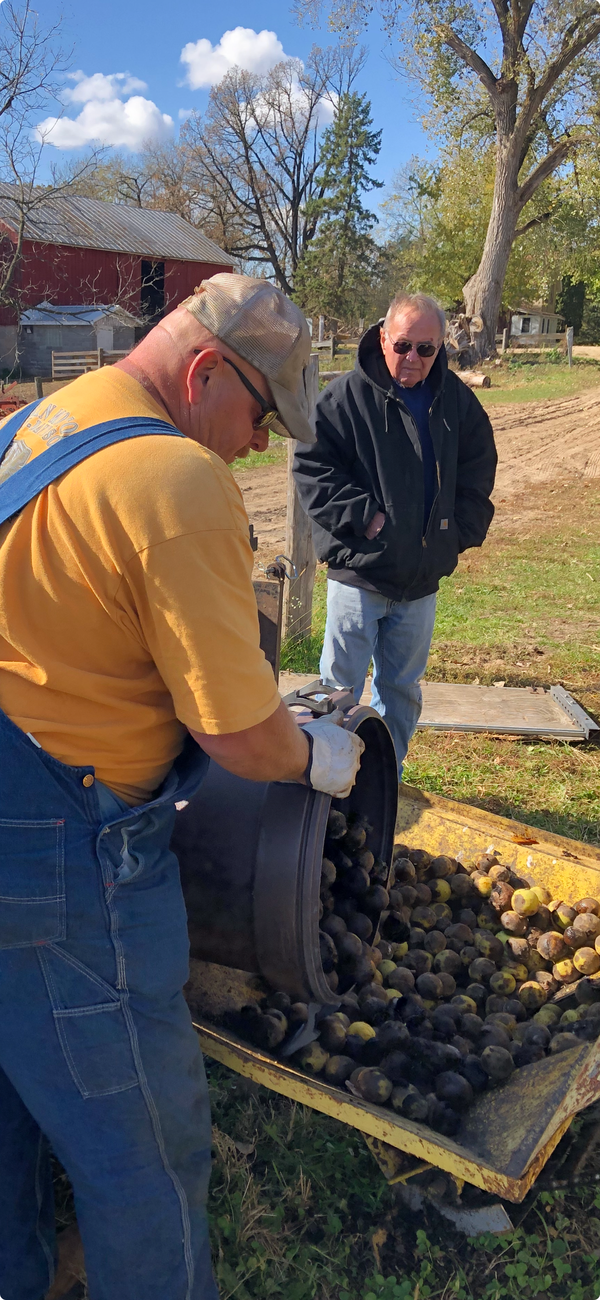 Two farm workers outdoors transfer harvested walnuts from a container into a yellow sorting bin, with a red barn and bare trees in the background.