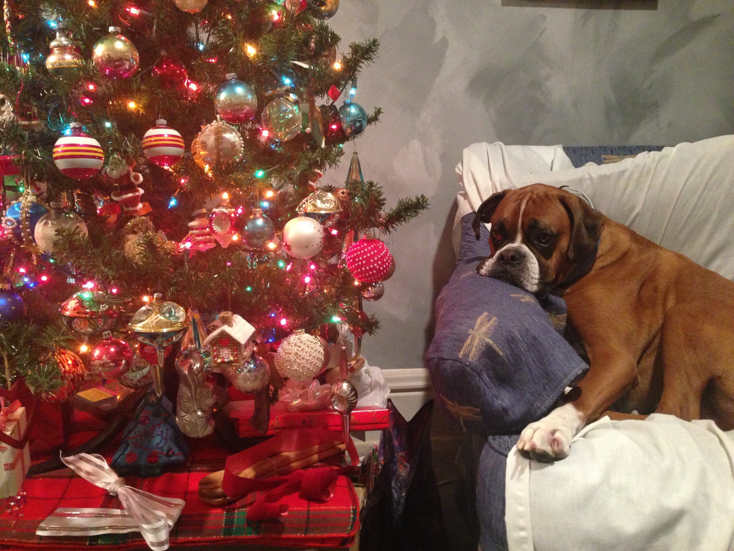 Brown dog lying on a blue couch beside a decorated Christmas tree with colorful lights and ornaments, and wrapped presents underneath.