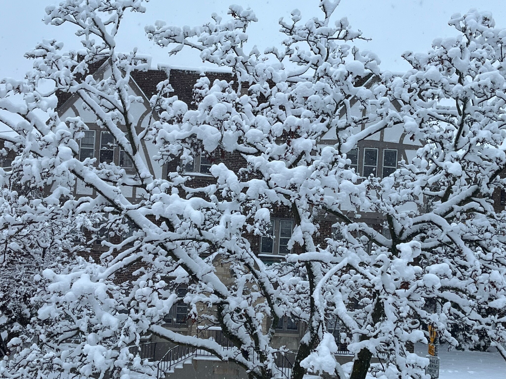 Snow-covered tree branches in front of a brick apartment building, heavy snowfall blanketing the scene.