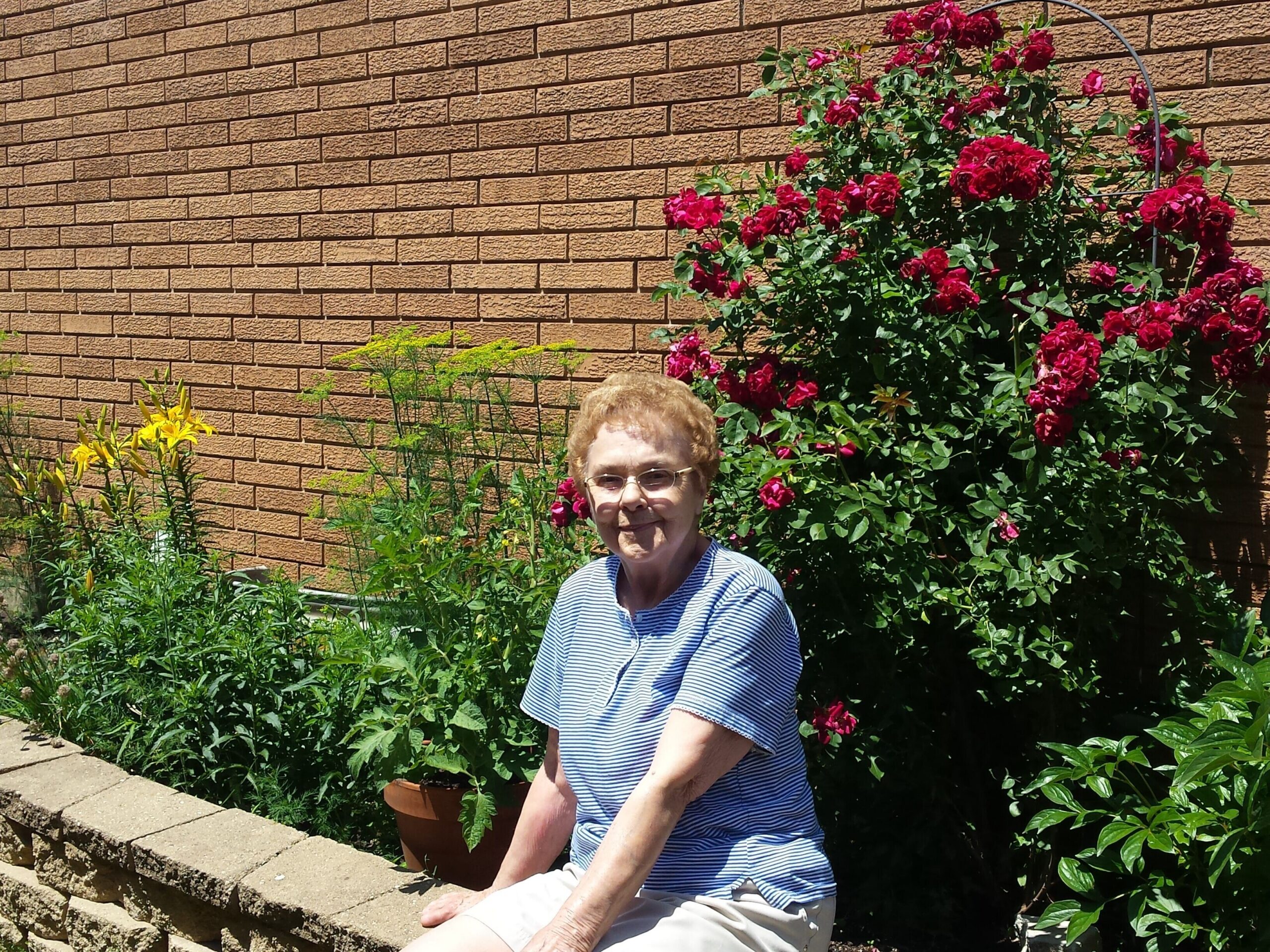 Older woman in a blue striped shirt sits in a garden beside a brick wall, surrounded by red roses and greenery.