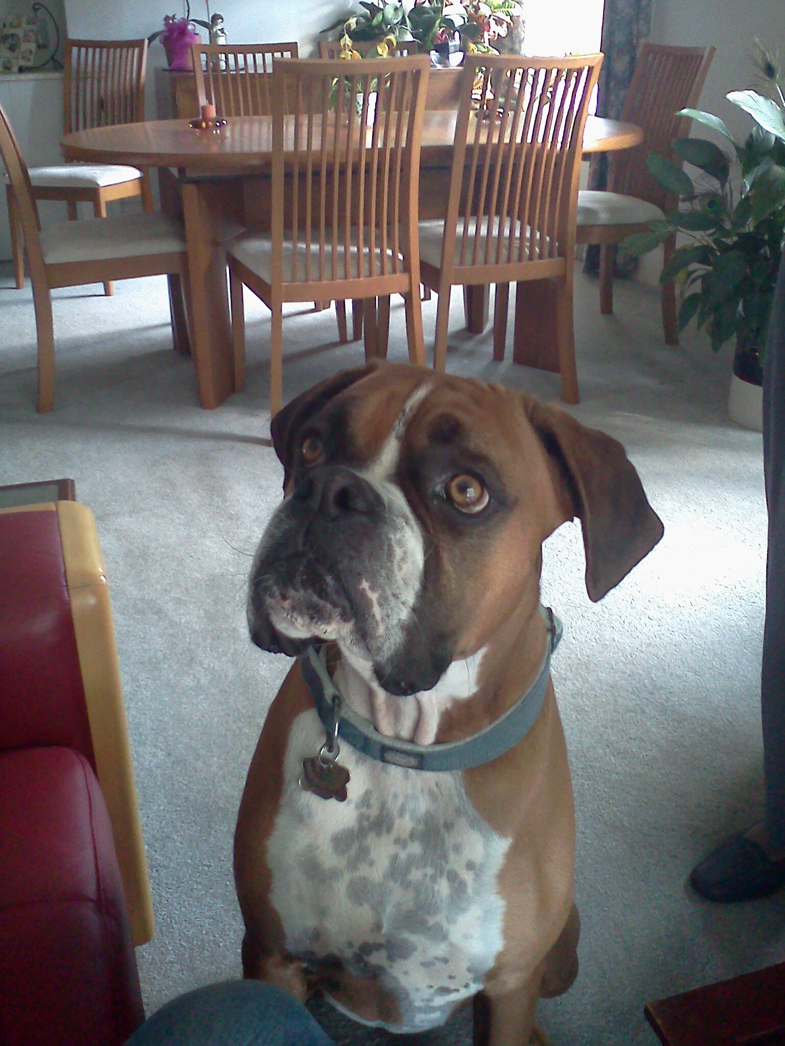 Boxer dog with a blue collar close to the camera in a dining room with wooden chairs and table in the background.