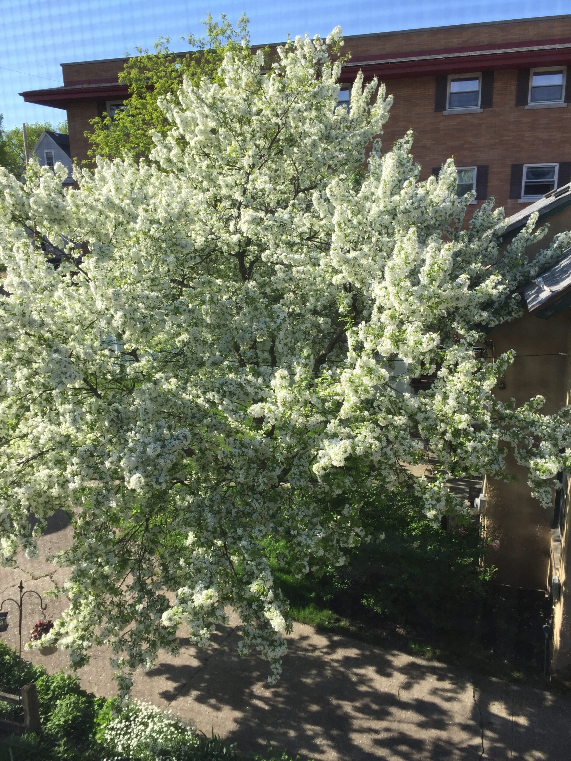 White blossoms cover a flowering tree in front of a brick house in a residential yard.