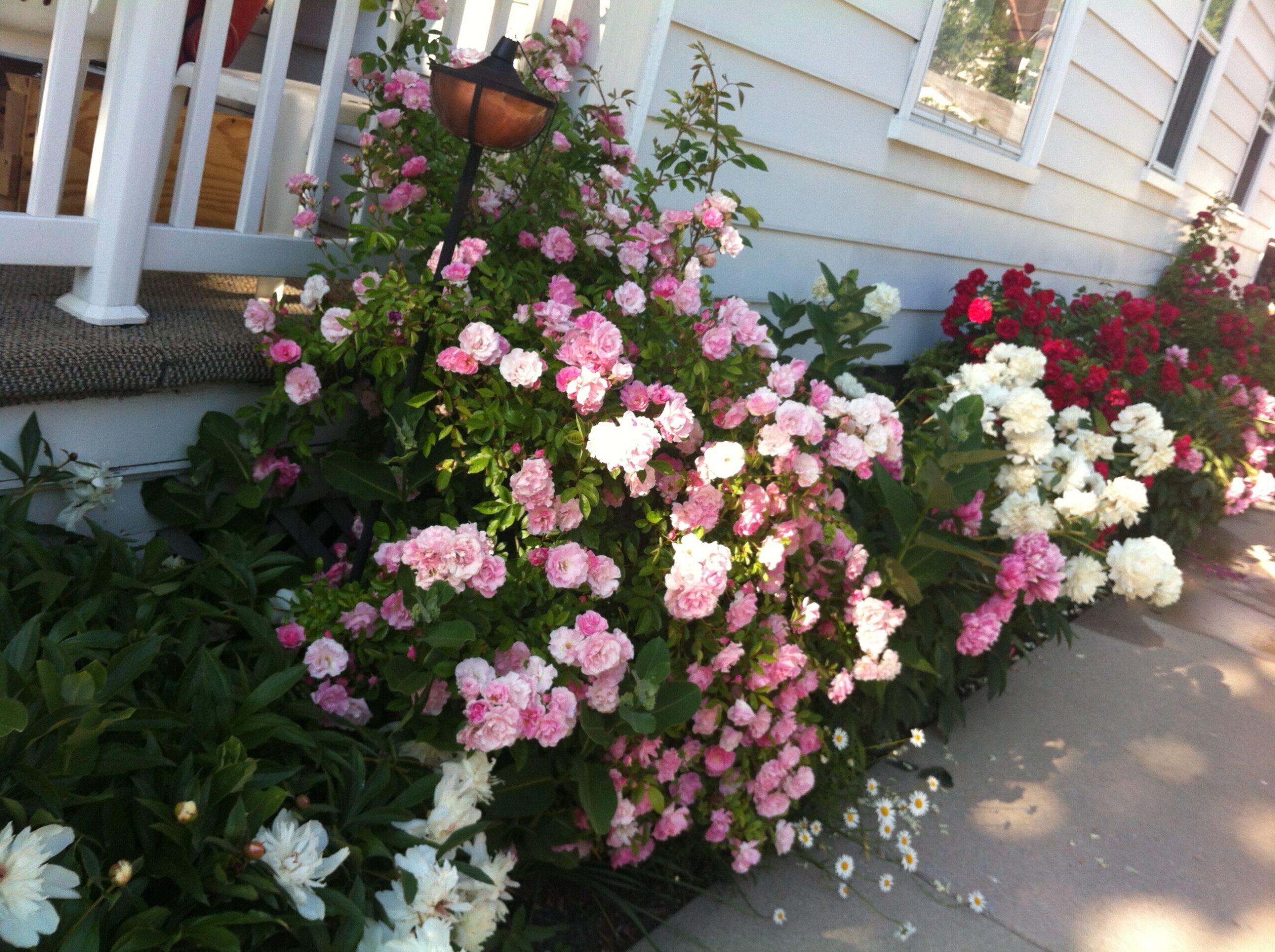 Front yard garden with pink and white roses along a white house siding and steps fence on the left, yellow light, and white daisies nearby.