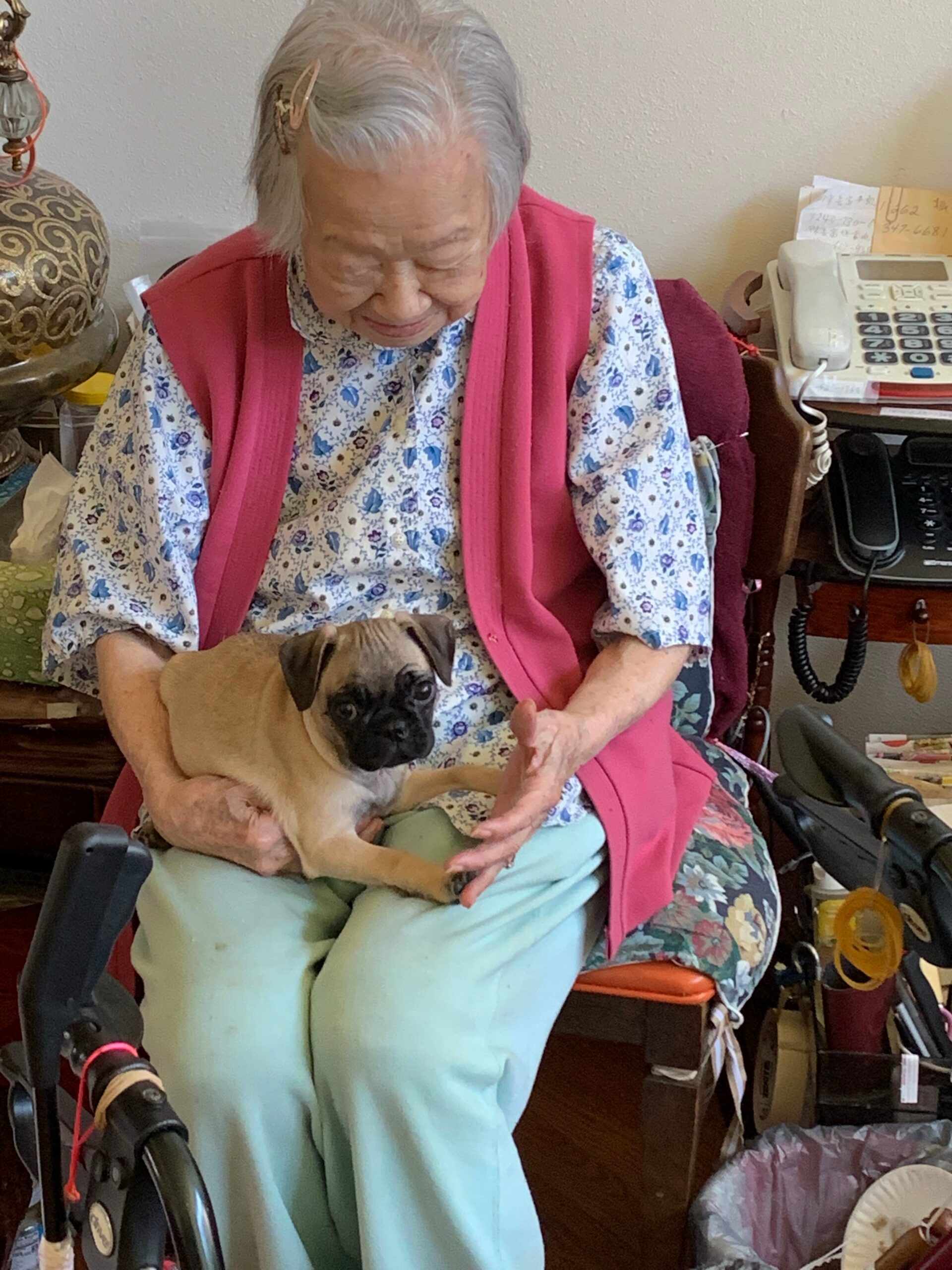 Older woman in a pink vest sits in a wheelchair, gently holding and petting a small tan pug dog.